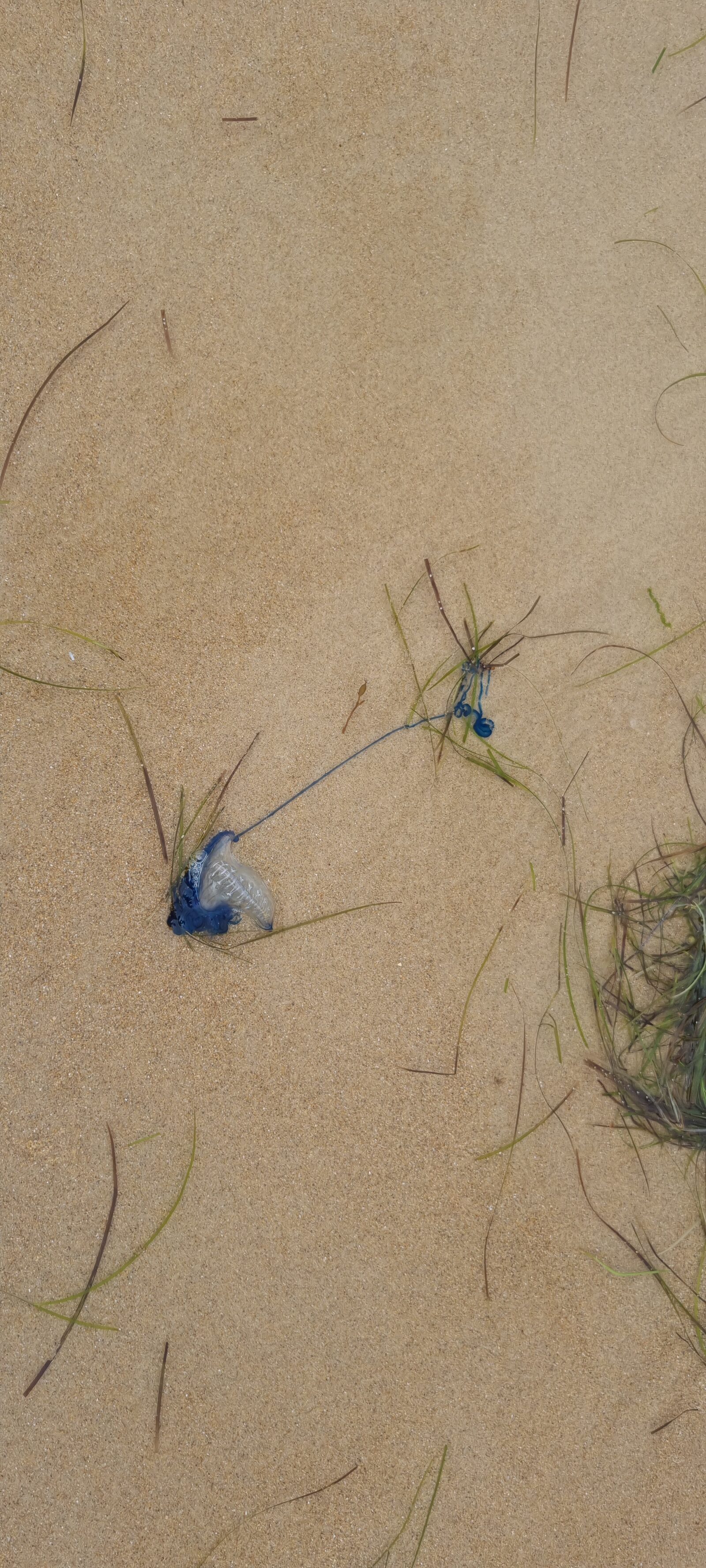 Physalia physalis