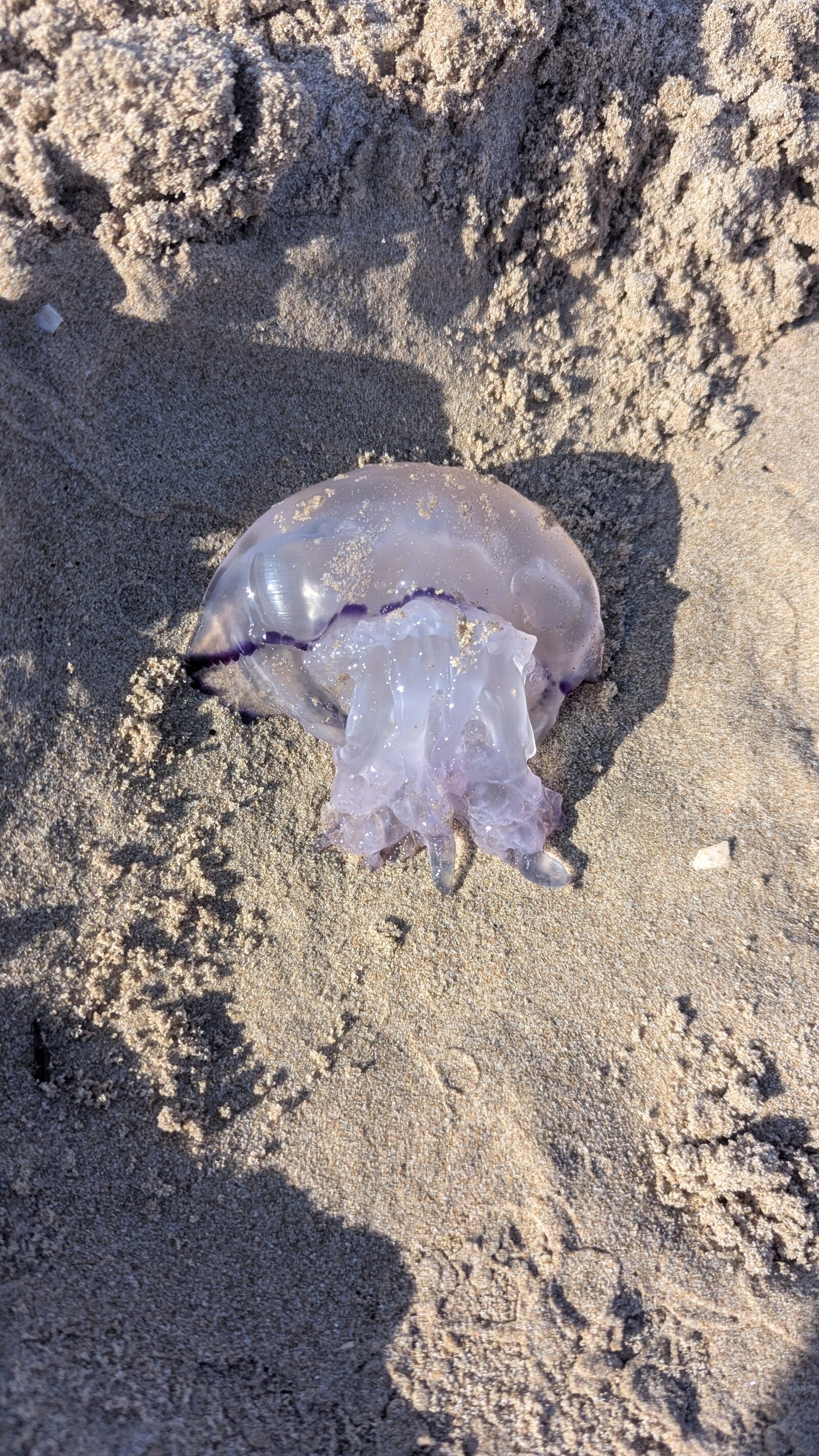 Rhizostoma octopus