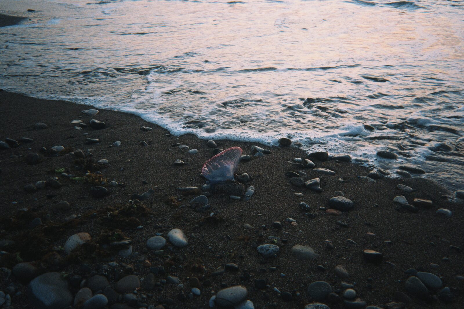 Physalia physalis