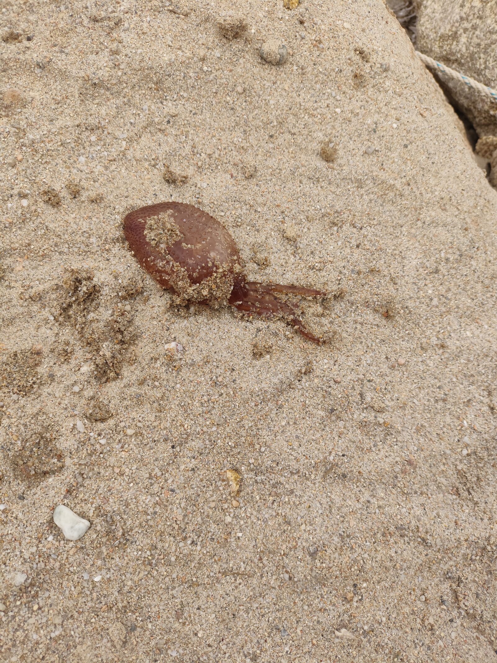 Pelagia Noctiluca