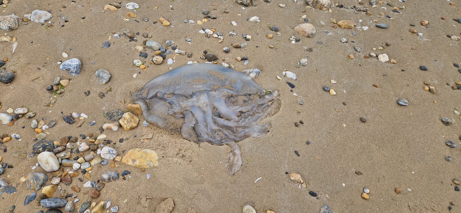 Rhizostoma octopus