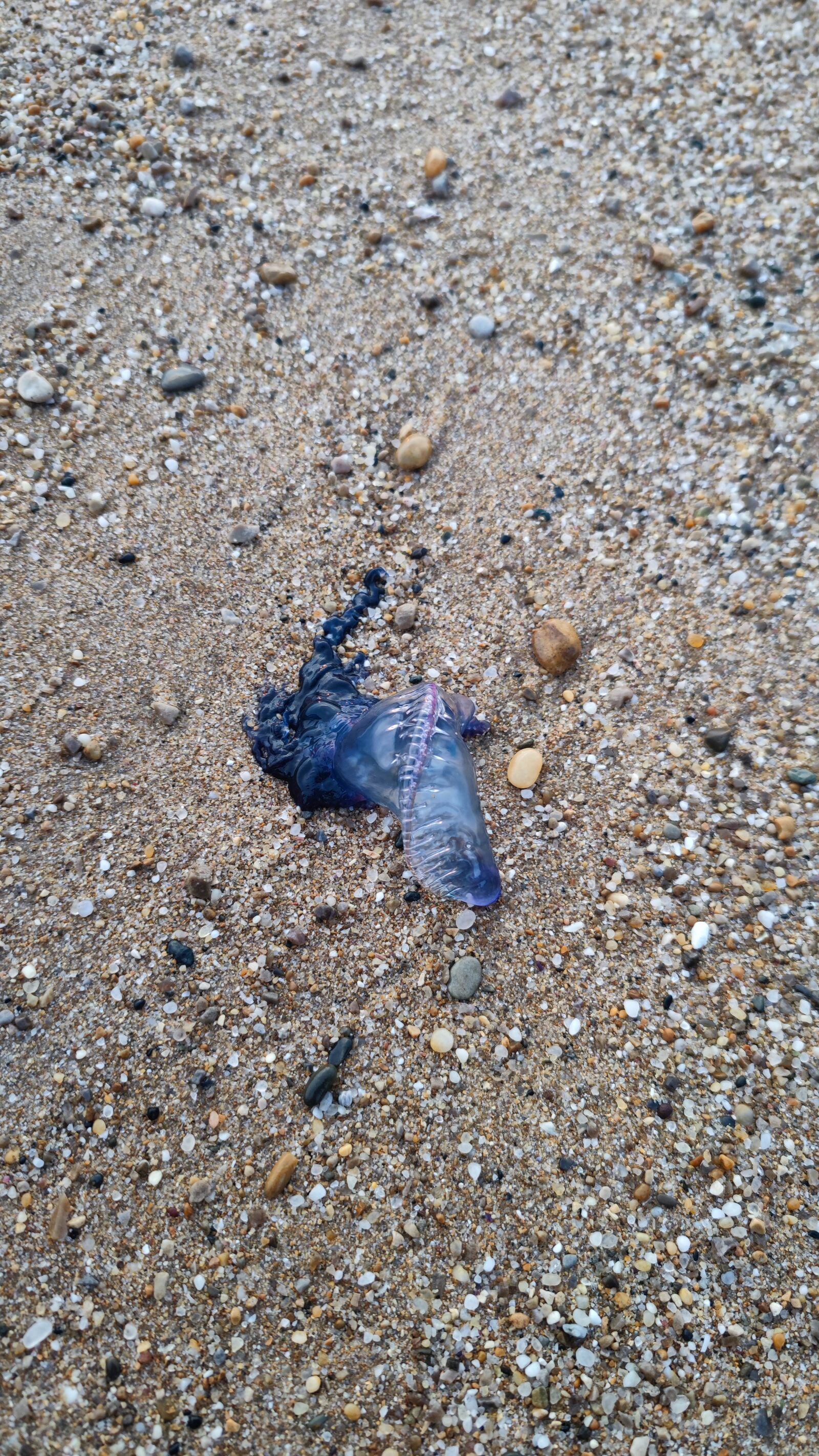 Physalia physalis