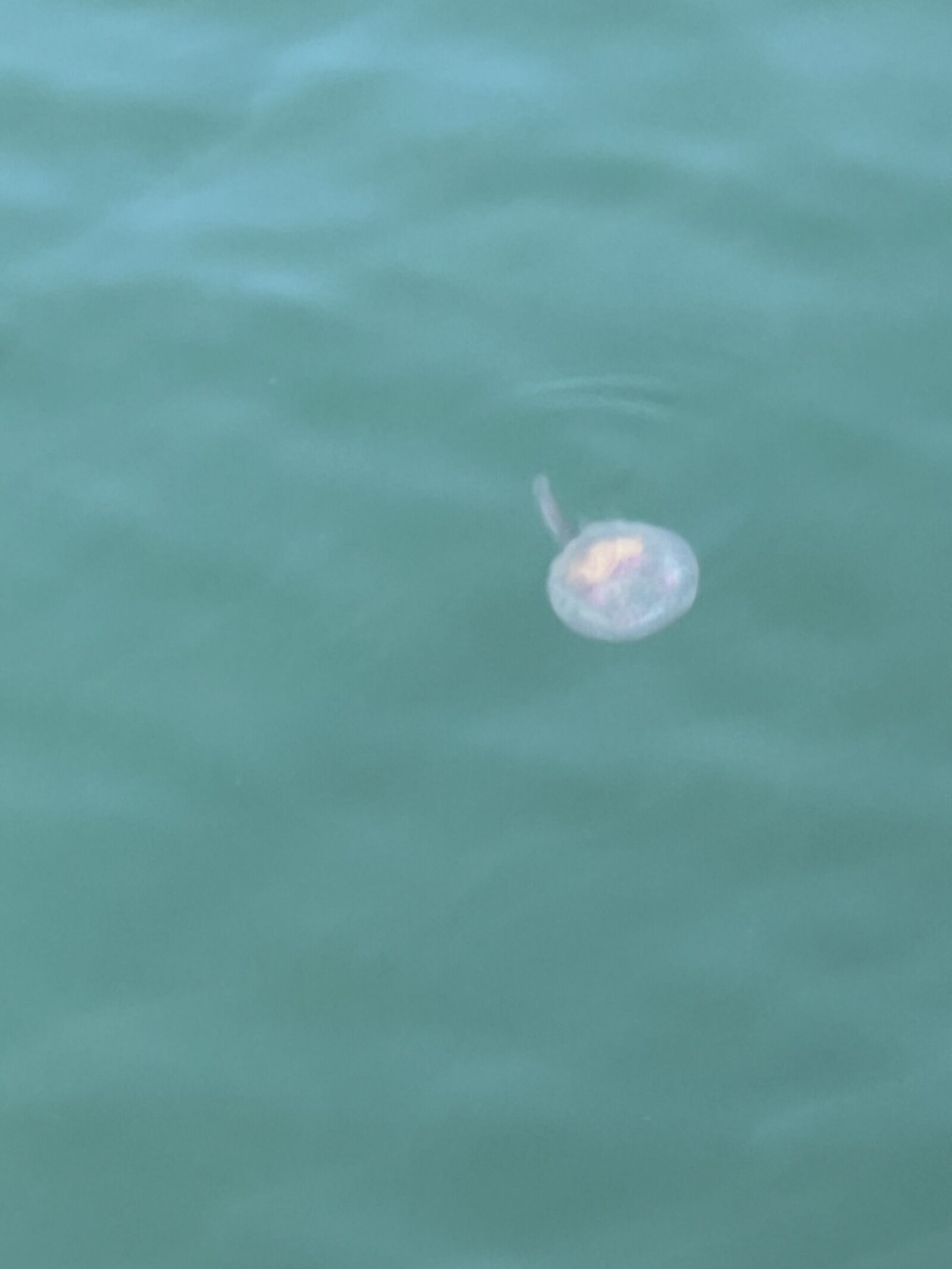 Pelagia Noctiluca