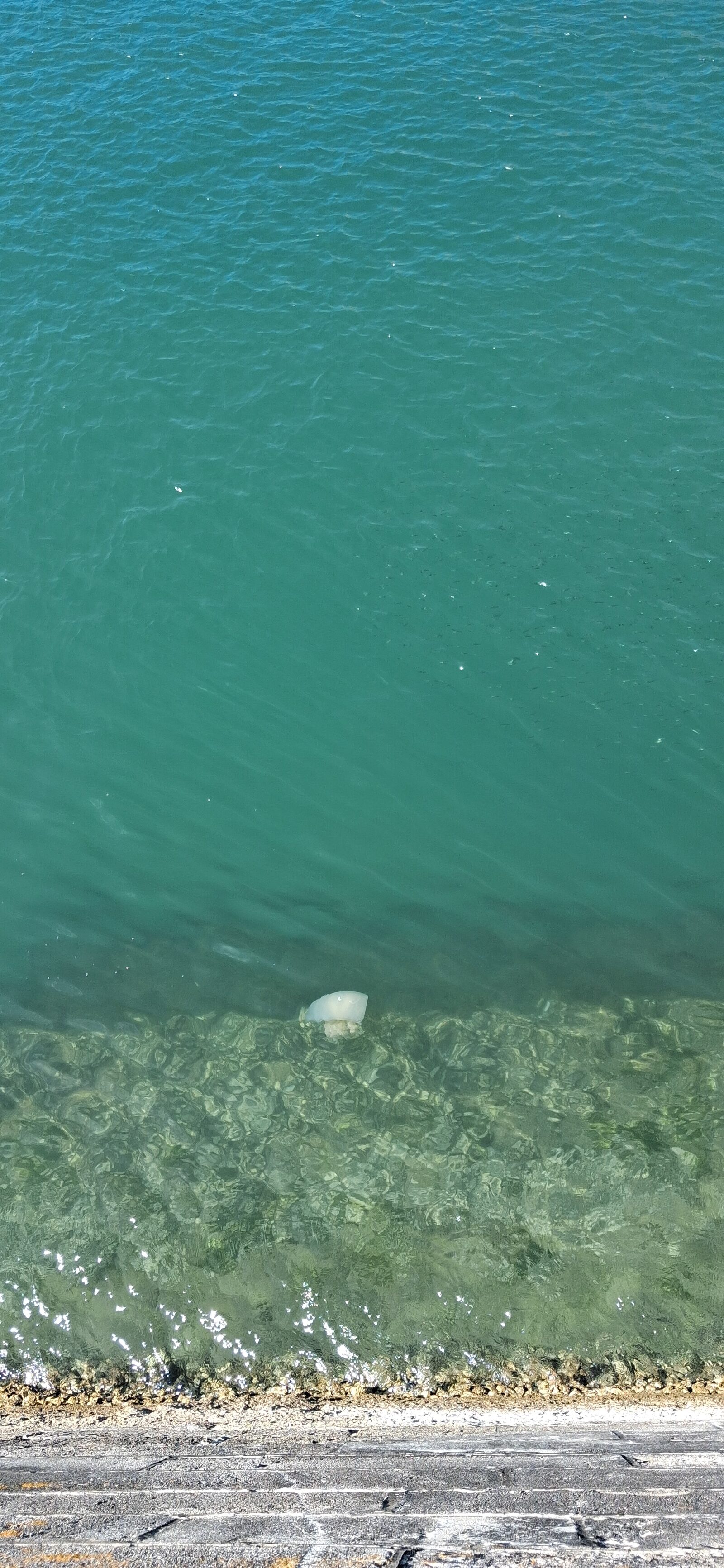 Rhizostoma octopus