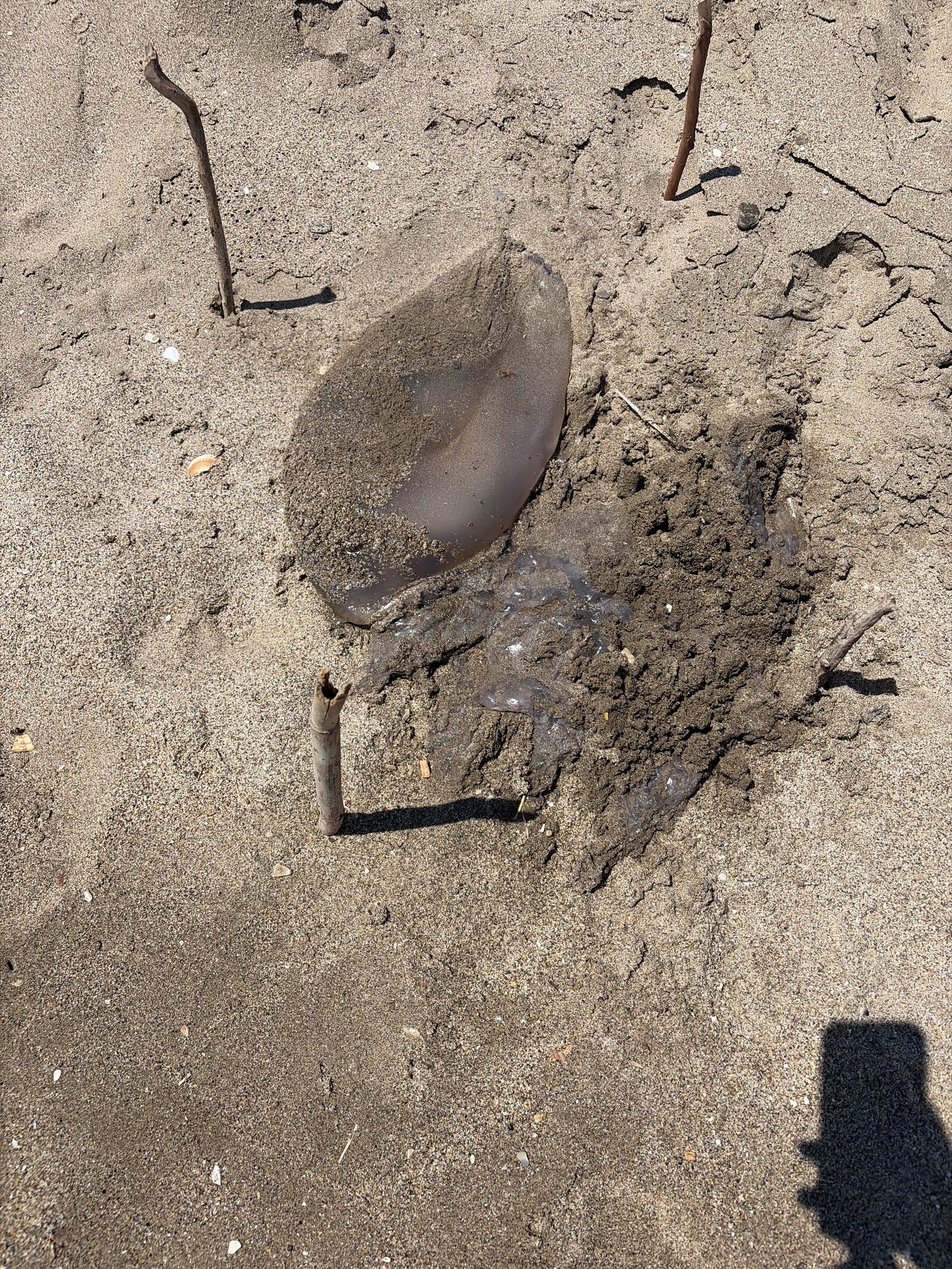 Rhizostoma octopus
