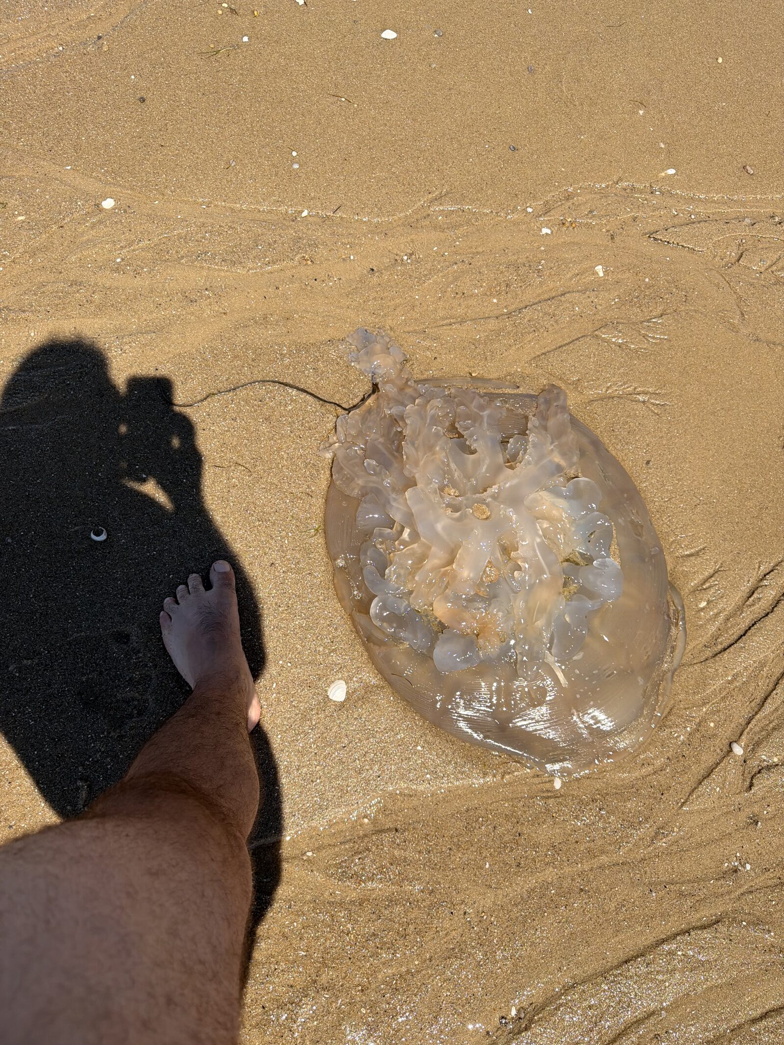 Rhizostoma octopus