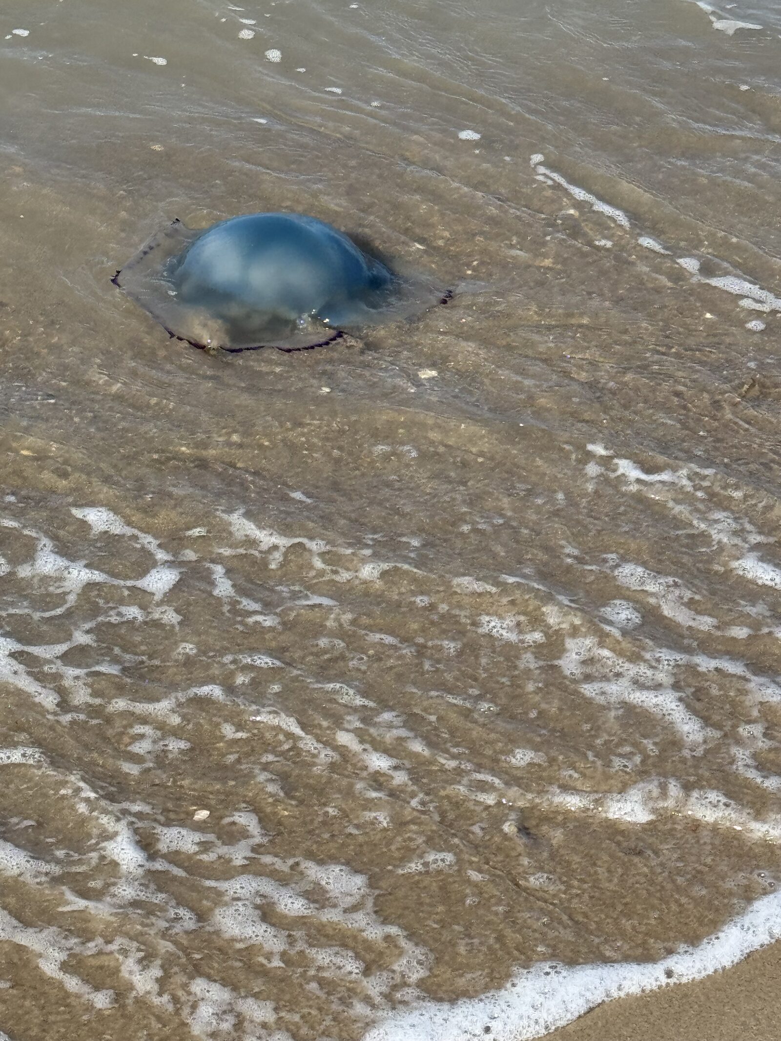 Rhizostoma octopus