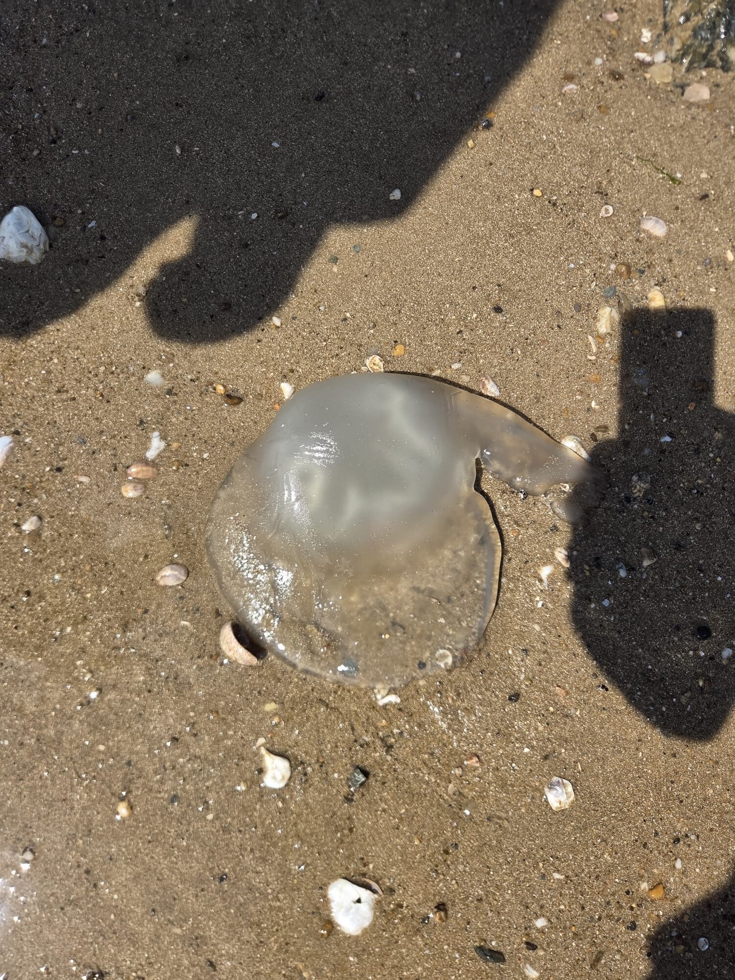 Rhizostoma octopus