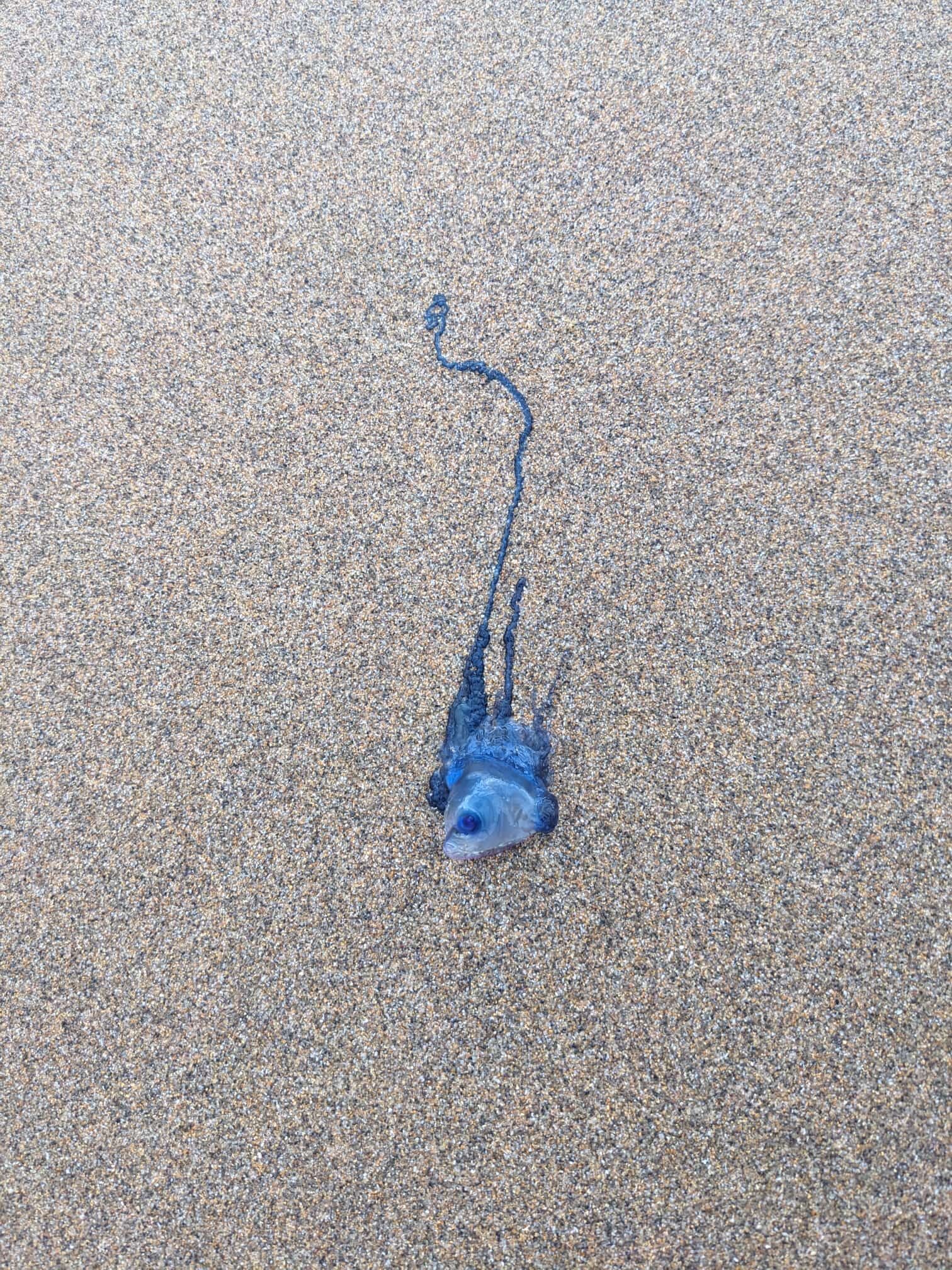 Physalia physalis