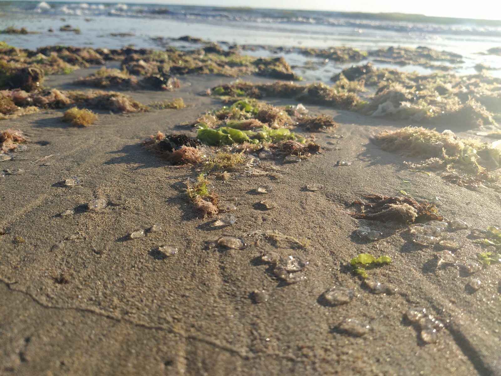 Mnemiopsis leidyi