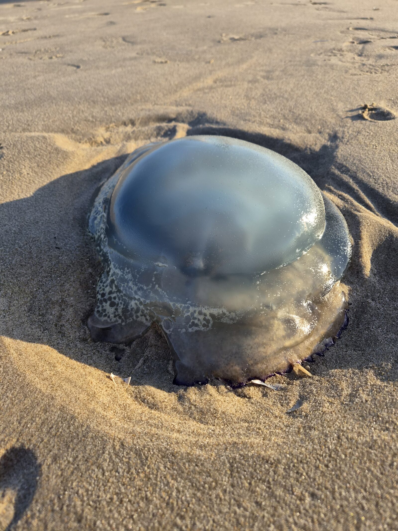 Rhizostoma octopus