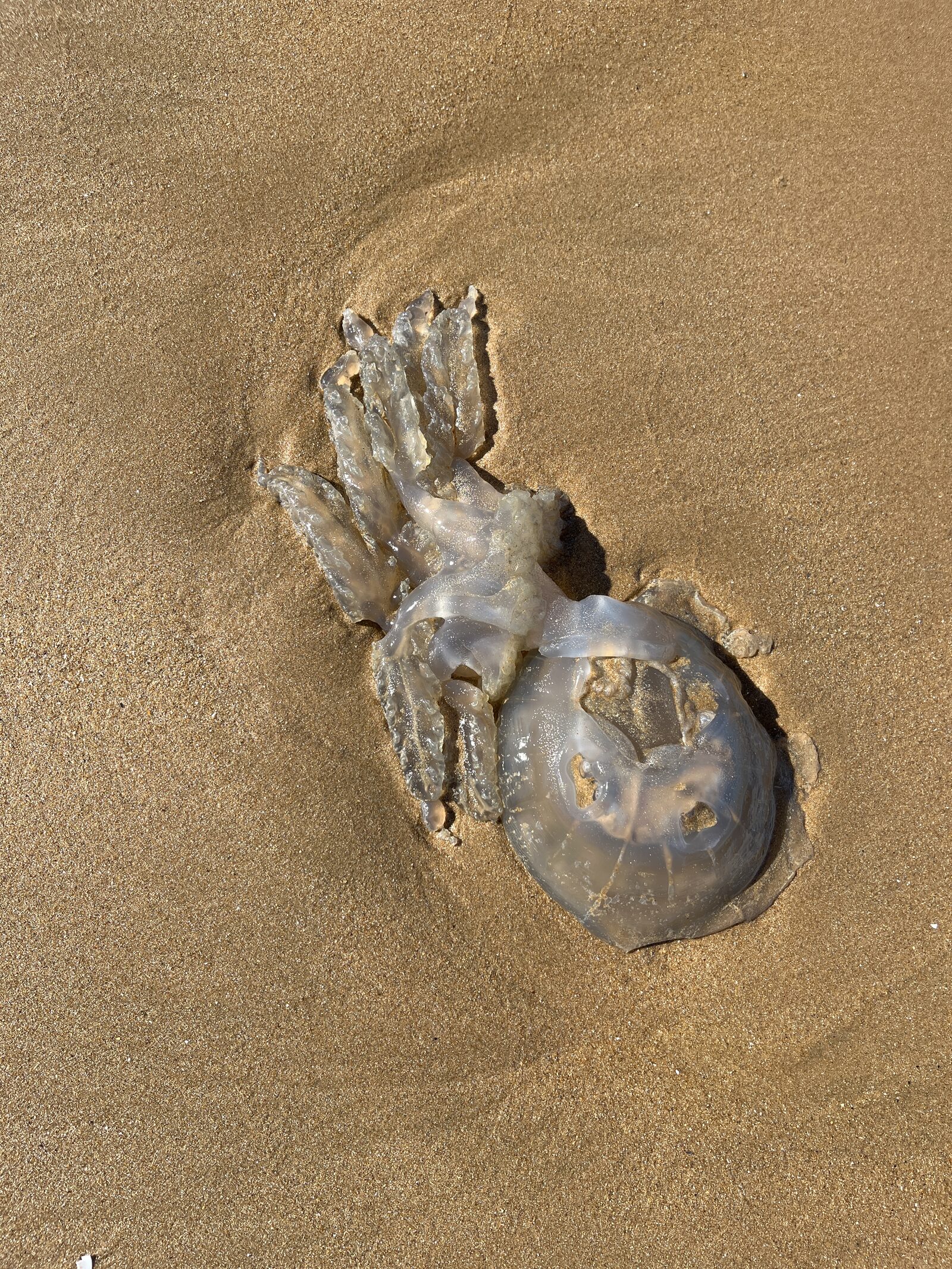 Rhizostoma octopus