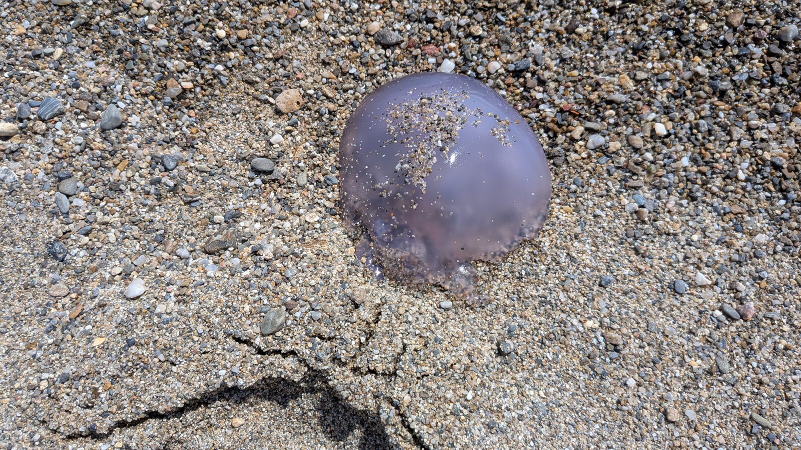 Rhizostoma octopus