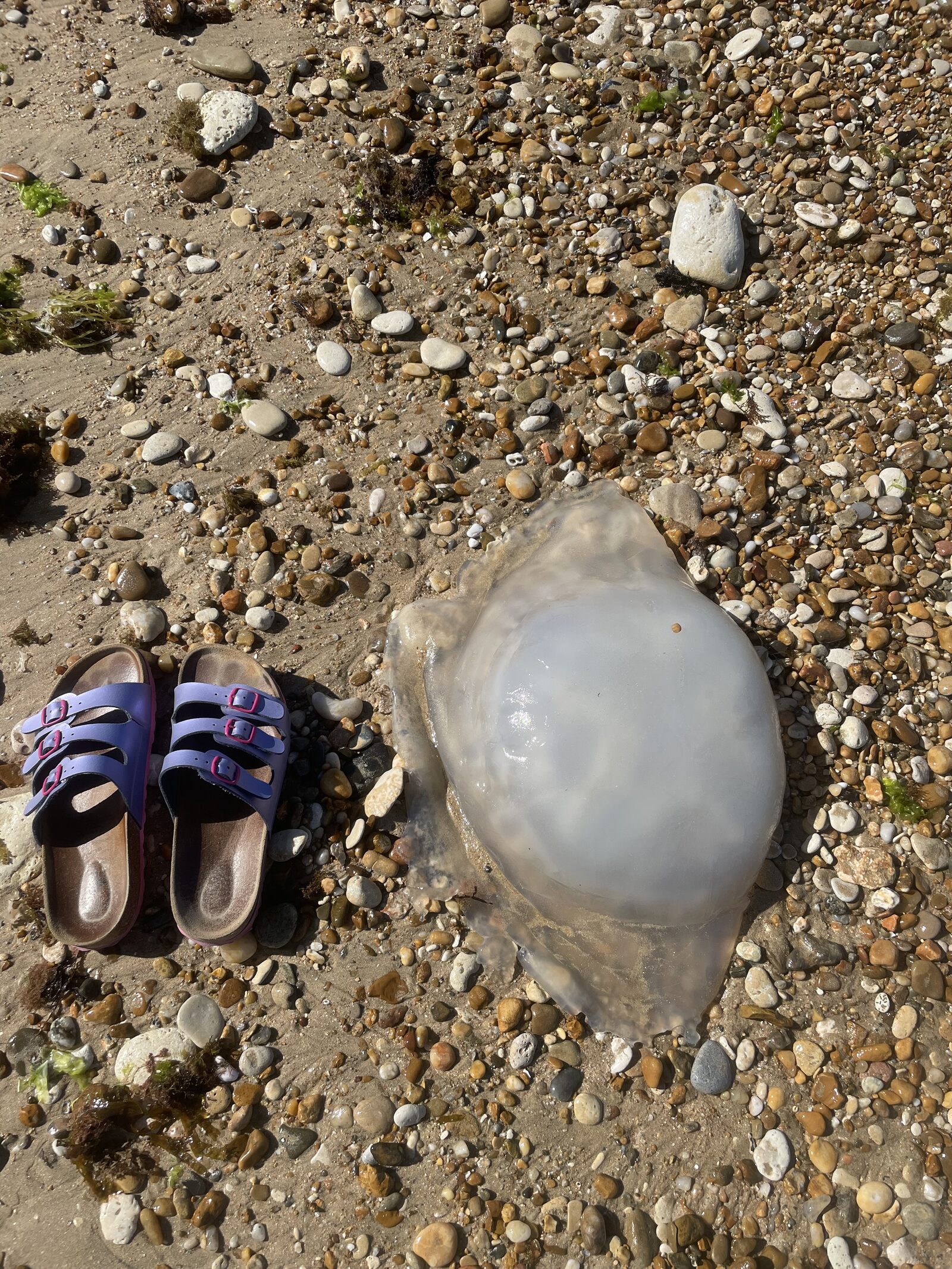 Rhizostoma octopus