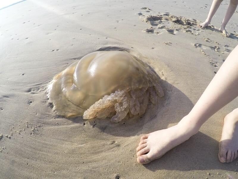 Rhizostoma octopus
