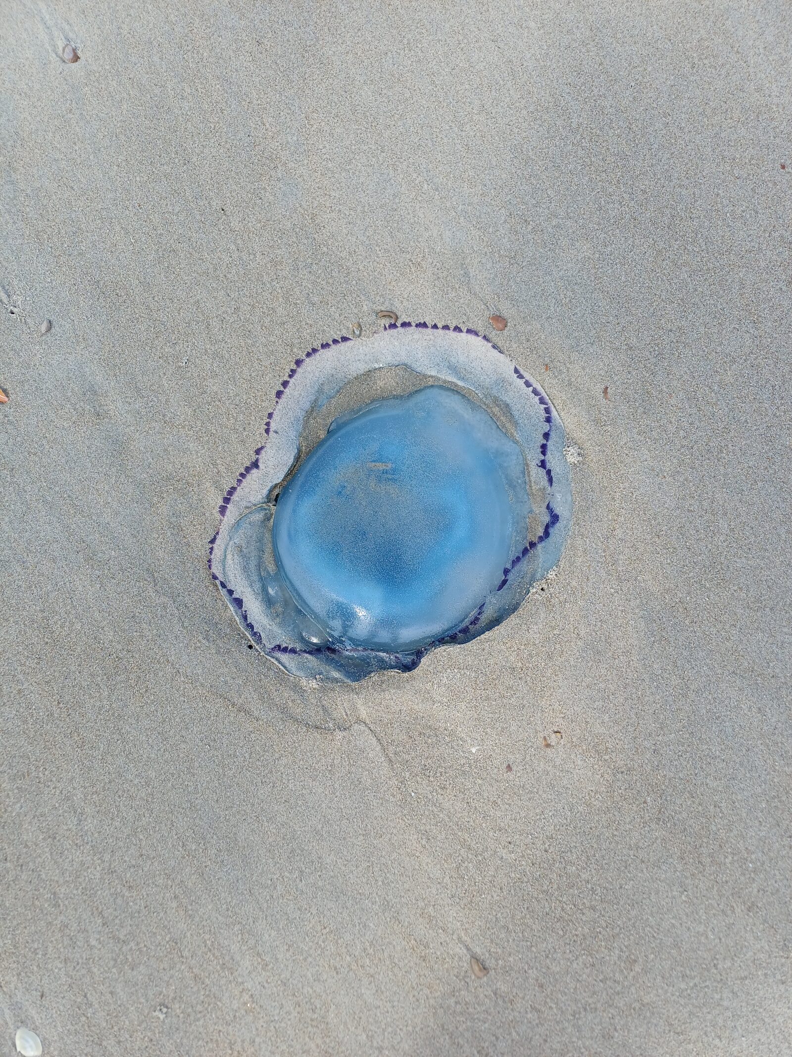 Rhizostoma octopus