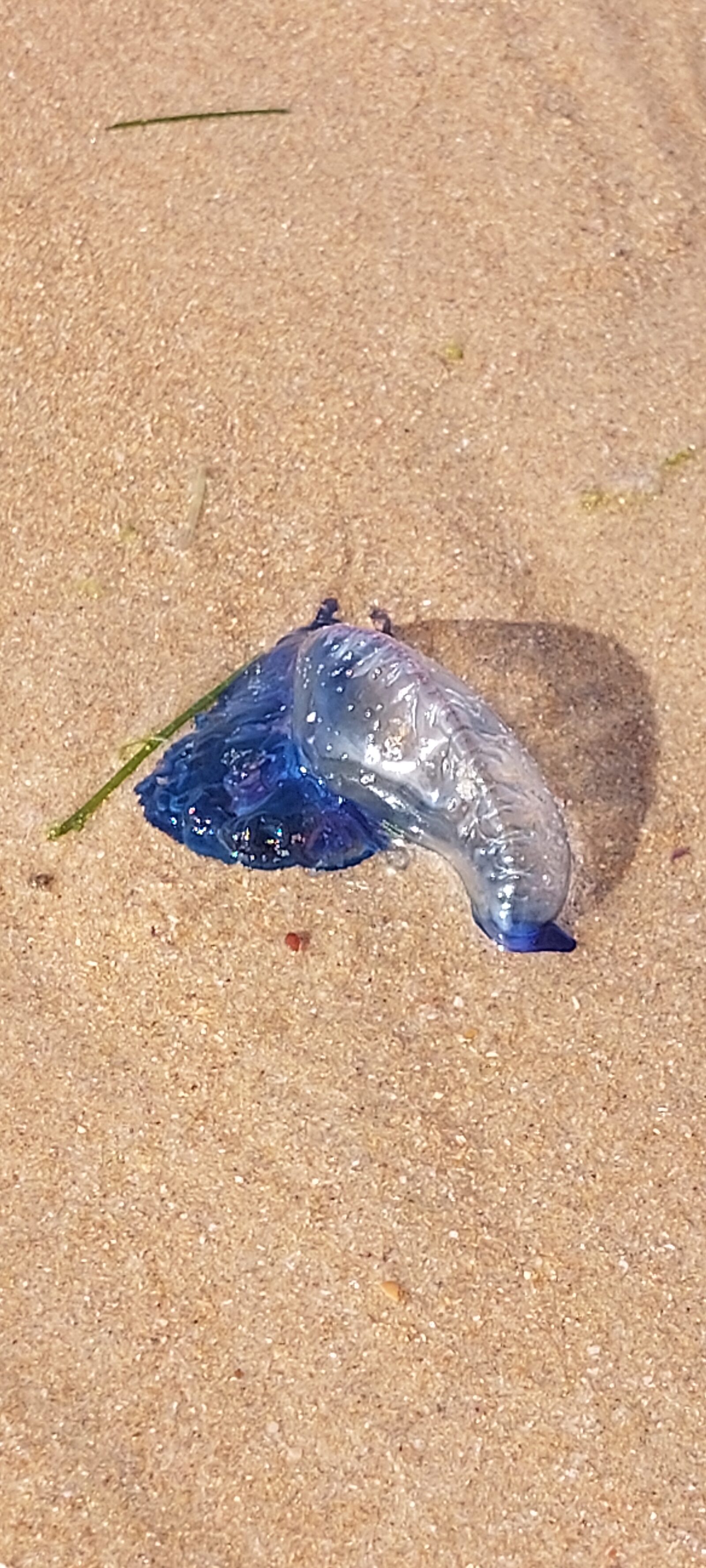 Physalia physalis