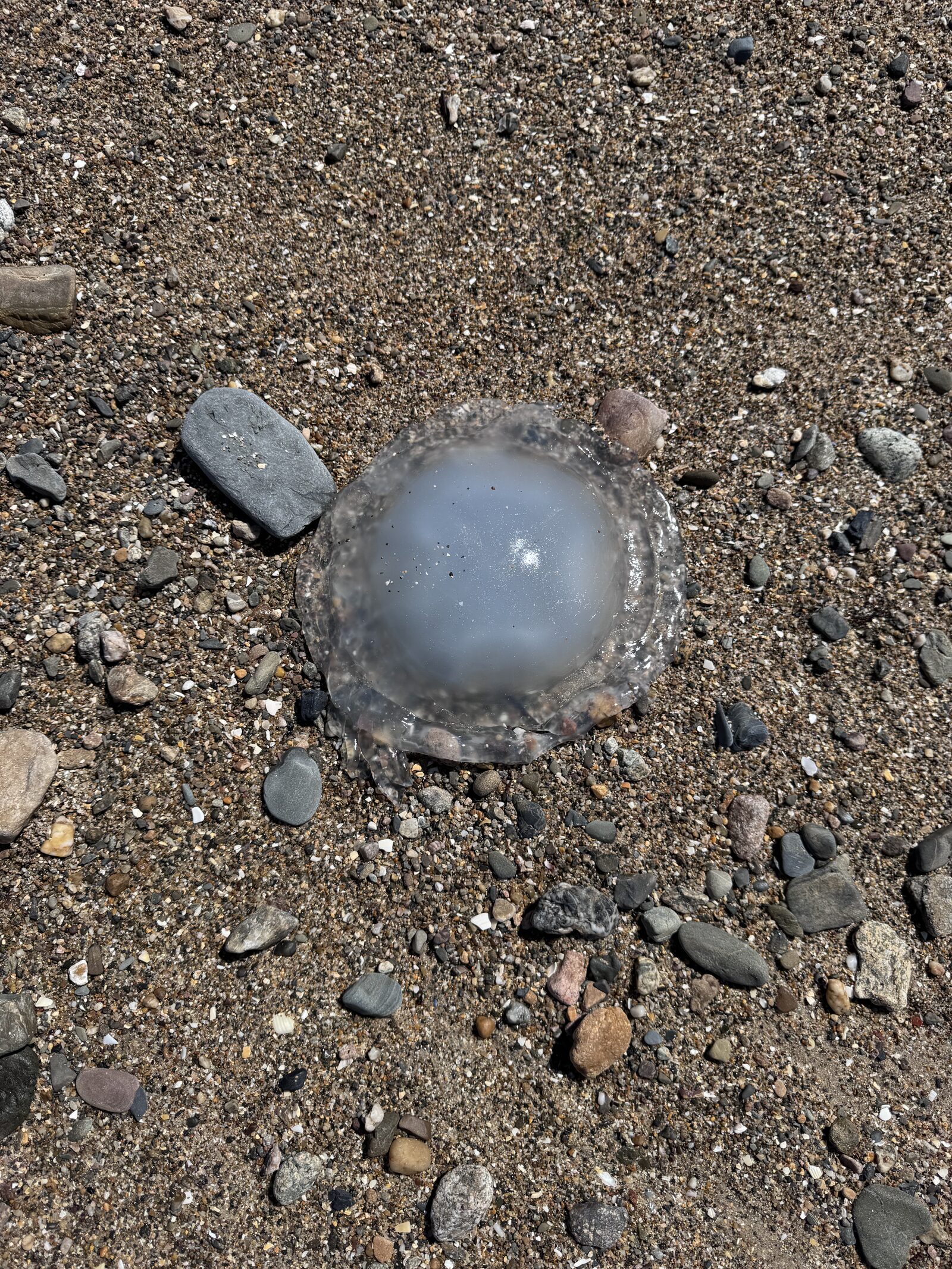 Rhizostoma octopus