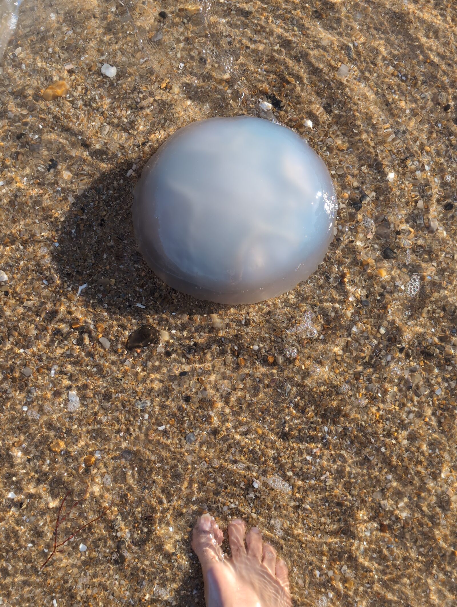 Rhizostoma octopus