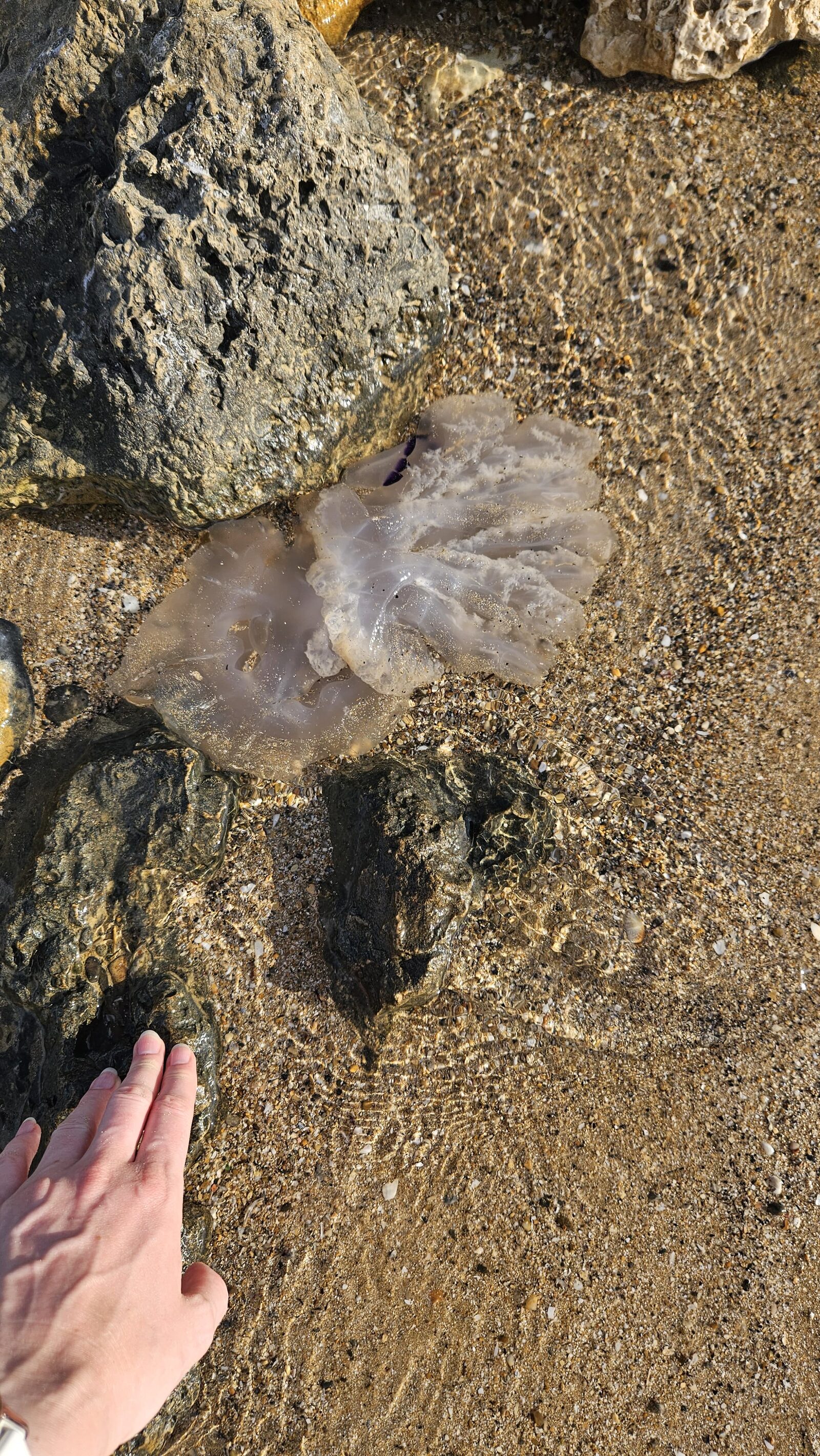 Rhizostoma octopus