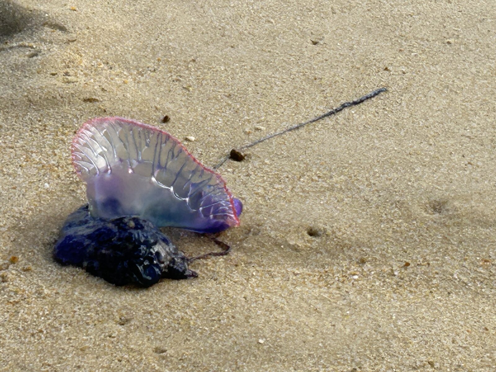 Physalia physalis