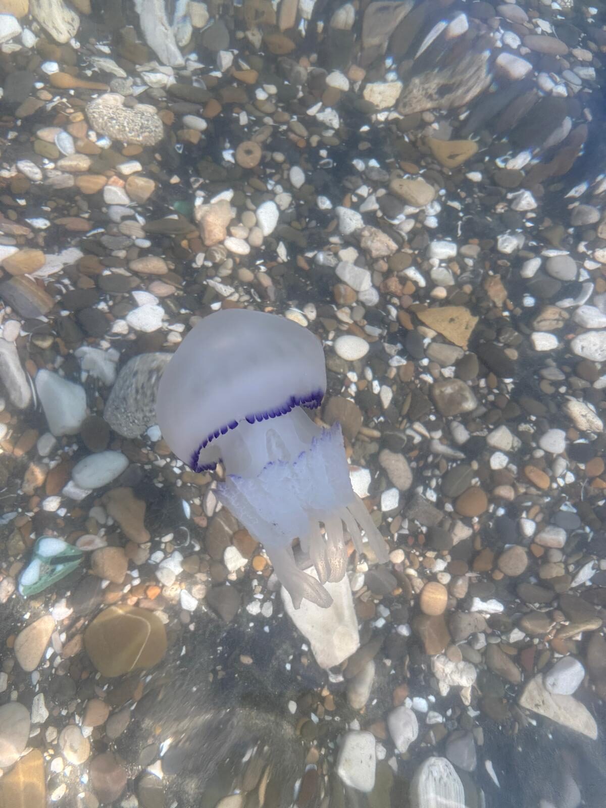 Rhizostoma octopus