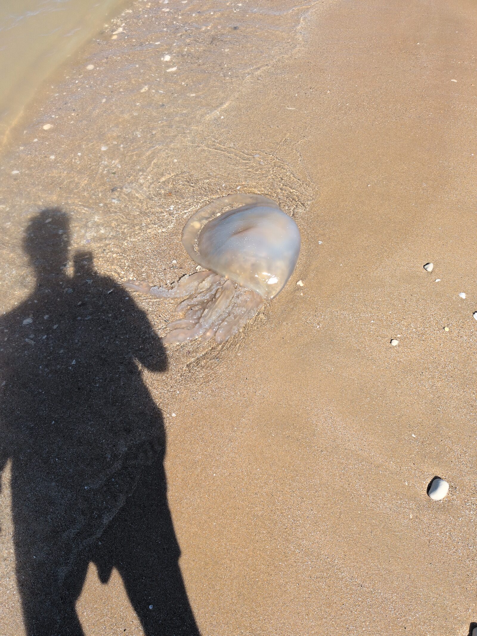 Rhizostoma octopus