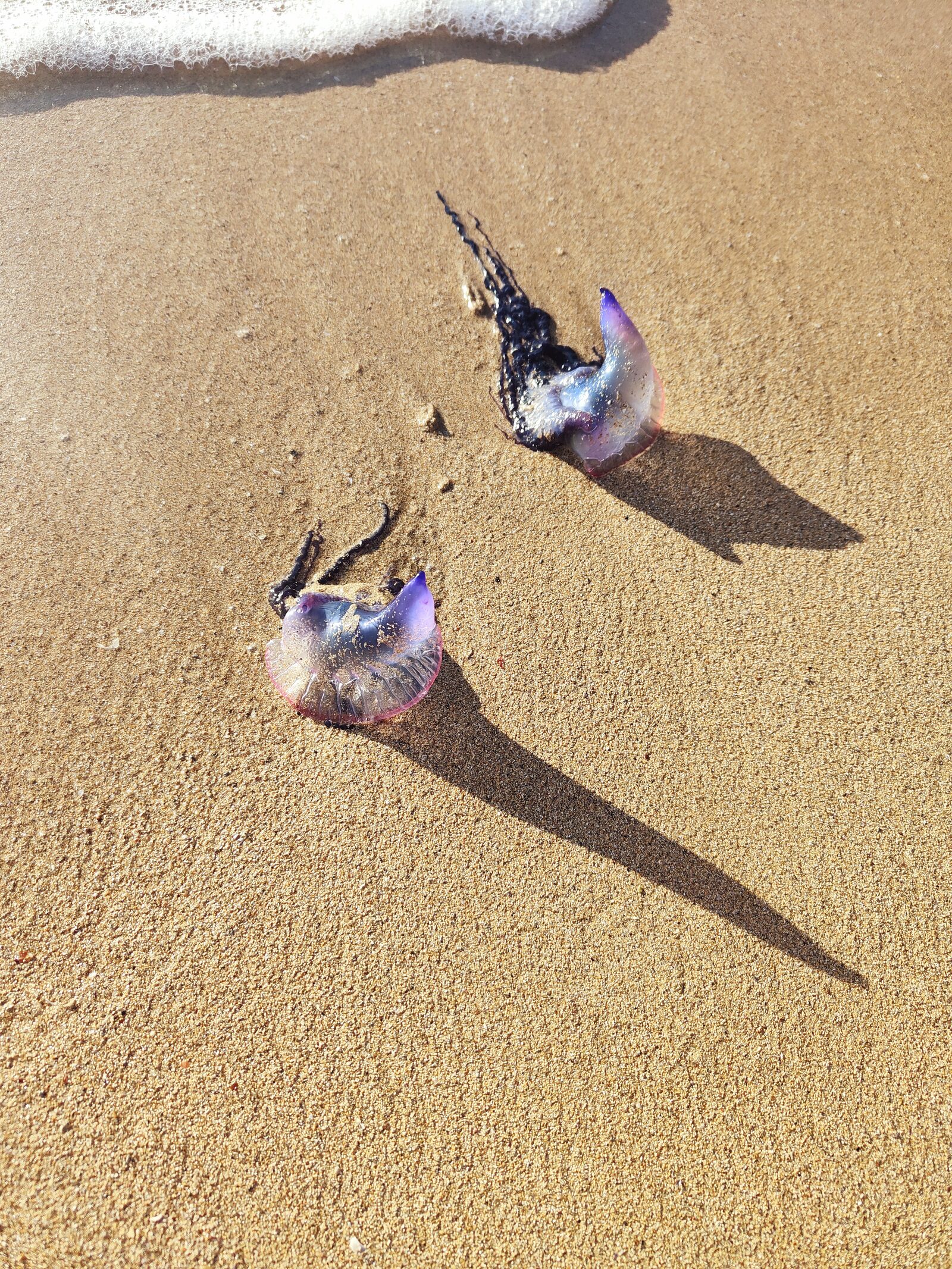 Physalia physalis