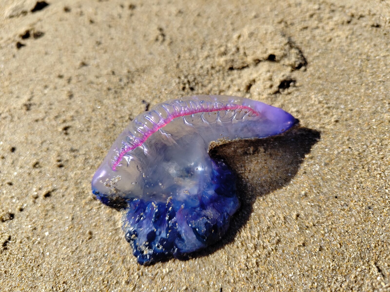 Physalia physalis