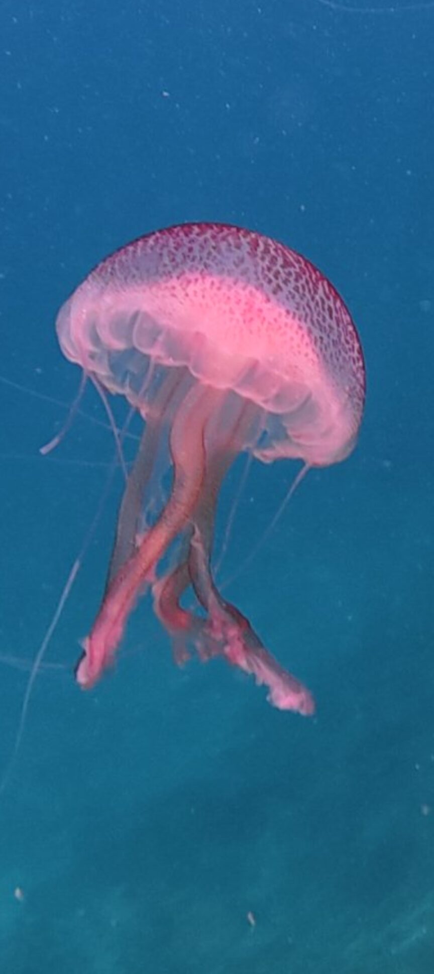 Pelagia Noctiluca
