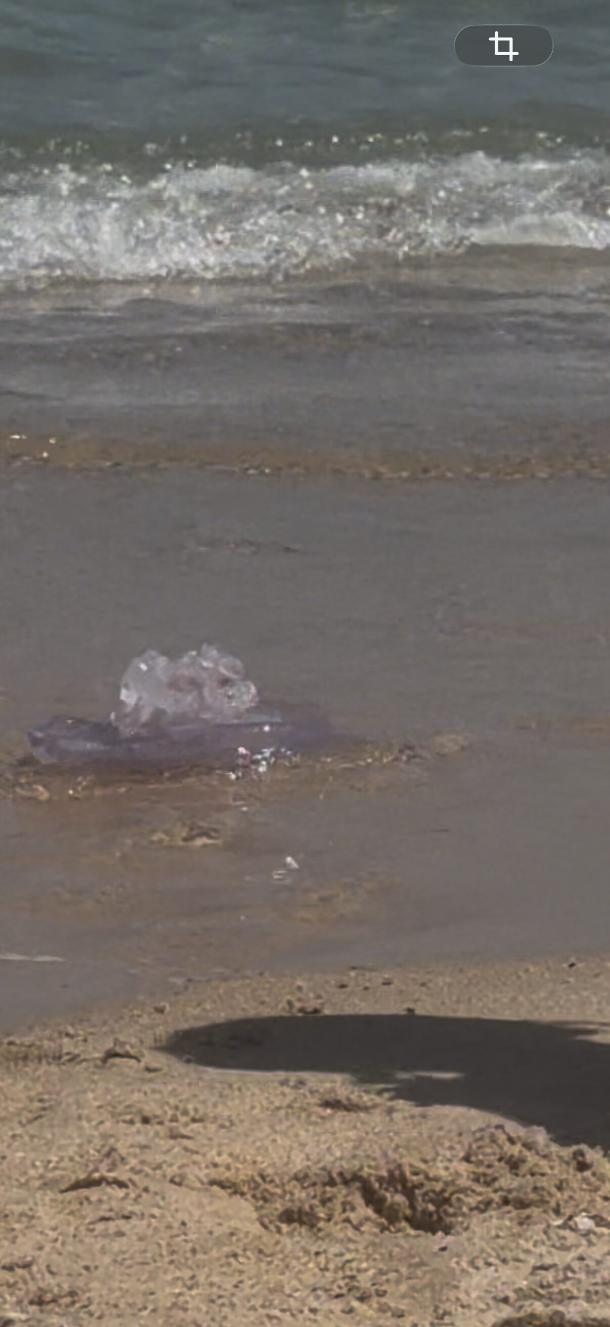 Rhizostoma octopus