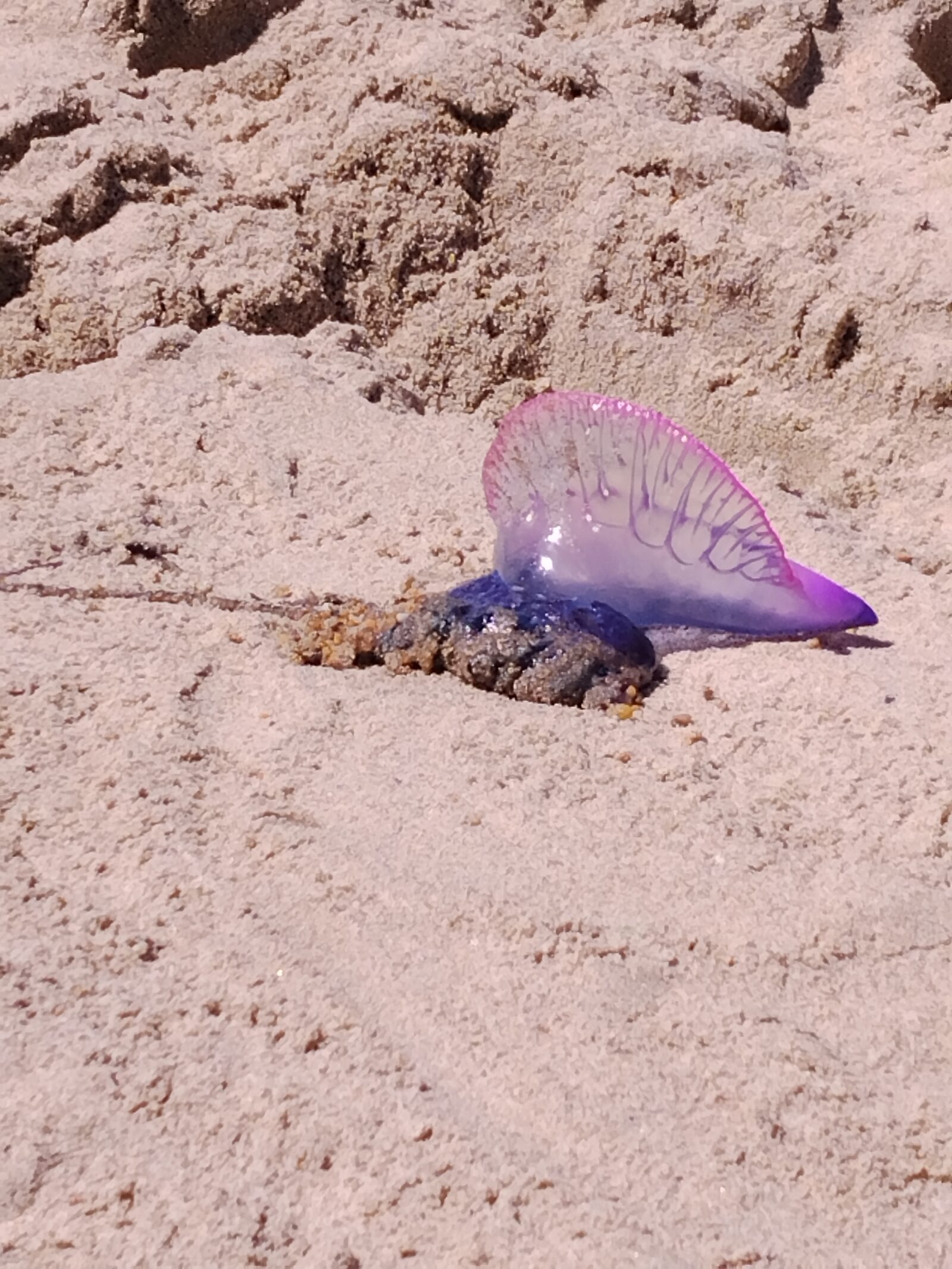 Physalia physalis