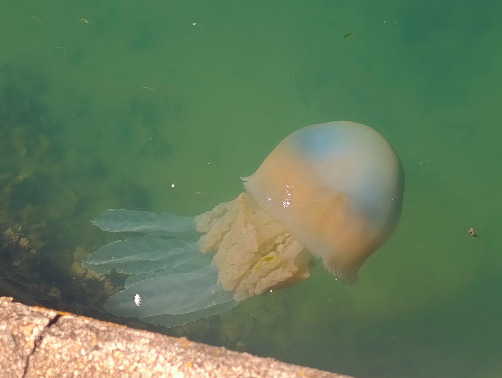 Rhizostoma octopus