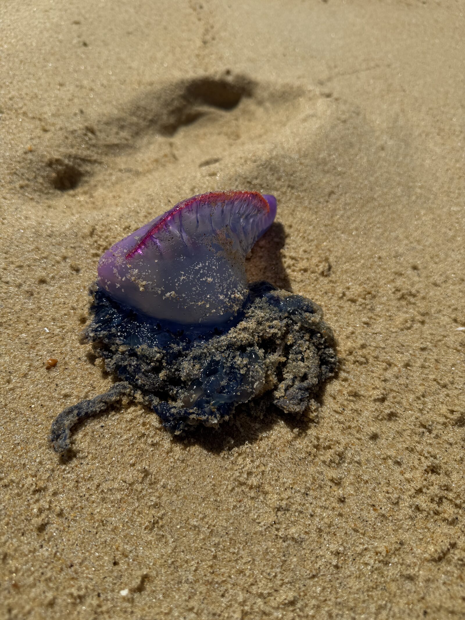 Physalia physalis