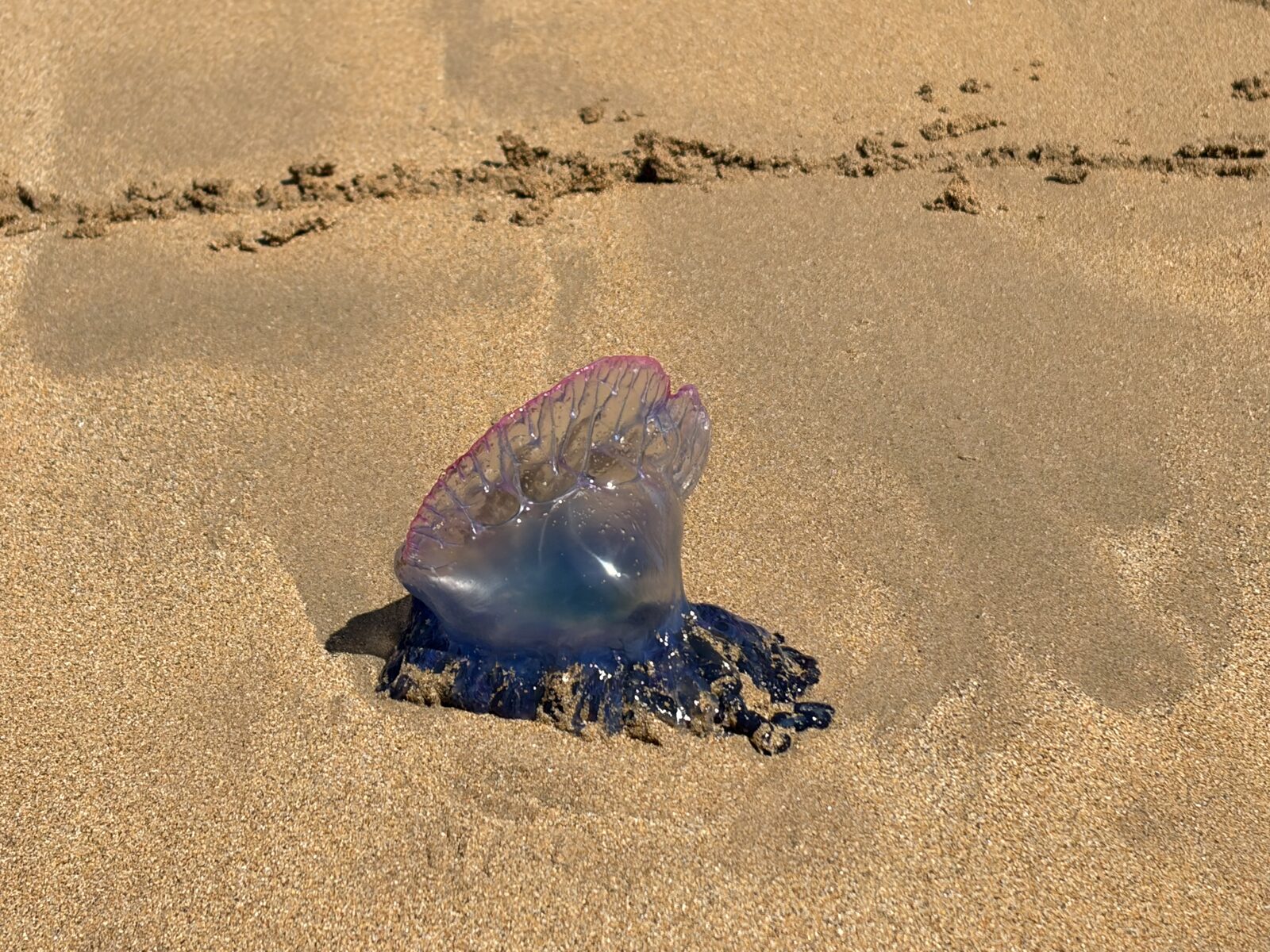 Physalia physalis