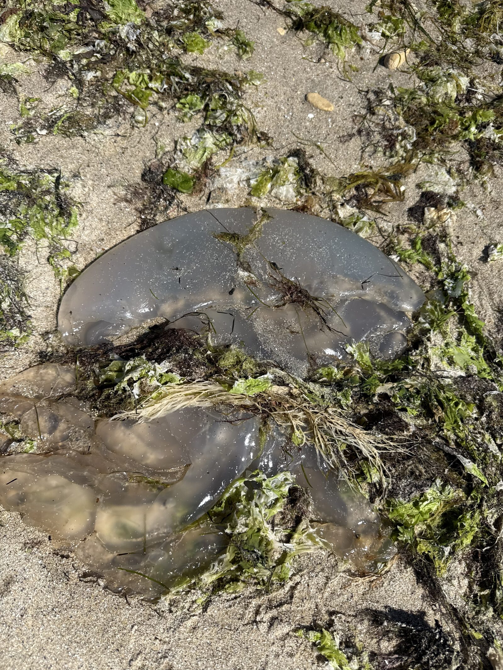 Rhizostoma octopus