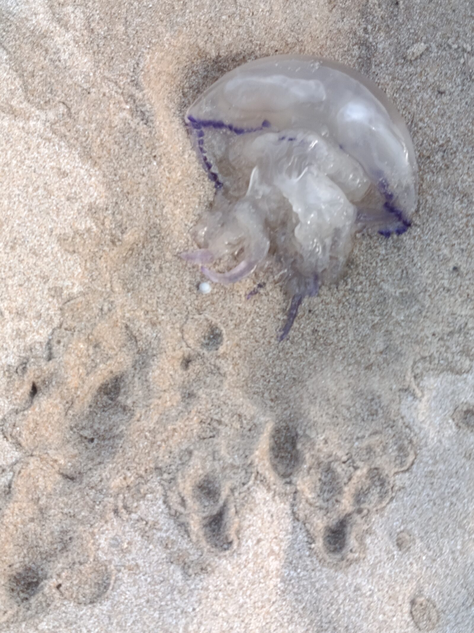 Rhizostoma octopus