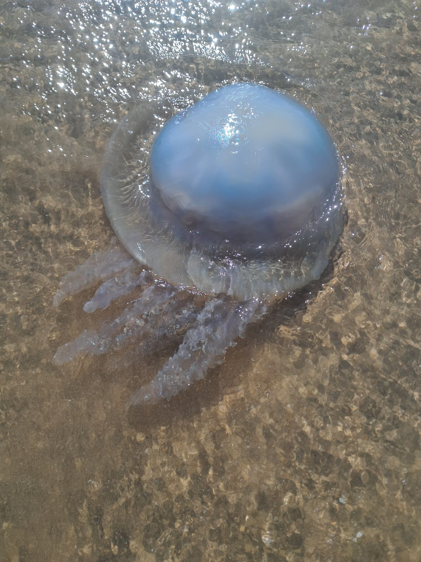 Rhizostoma octopus