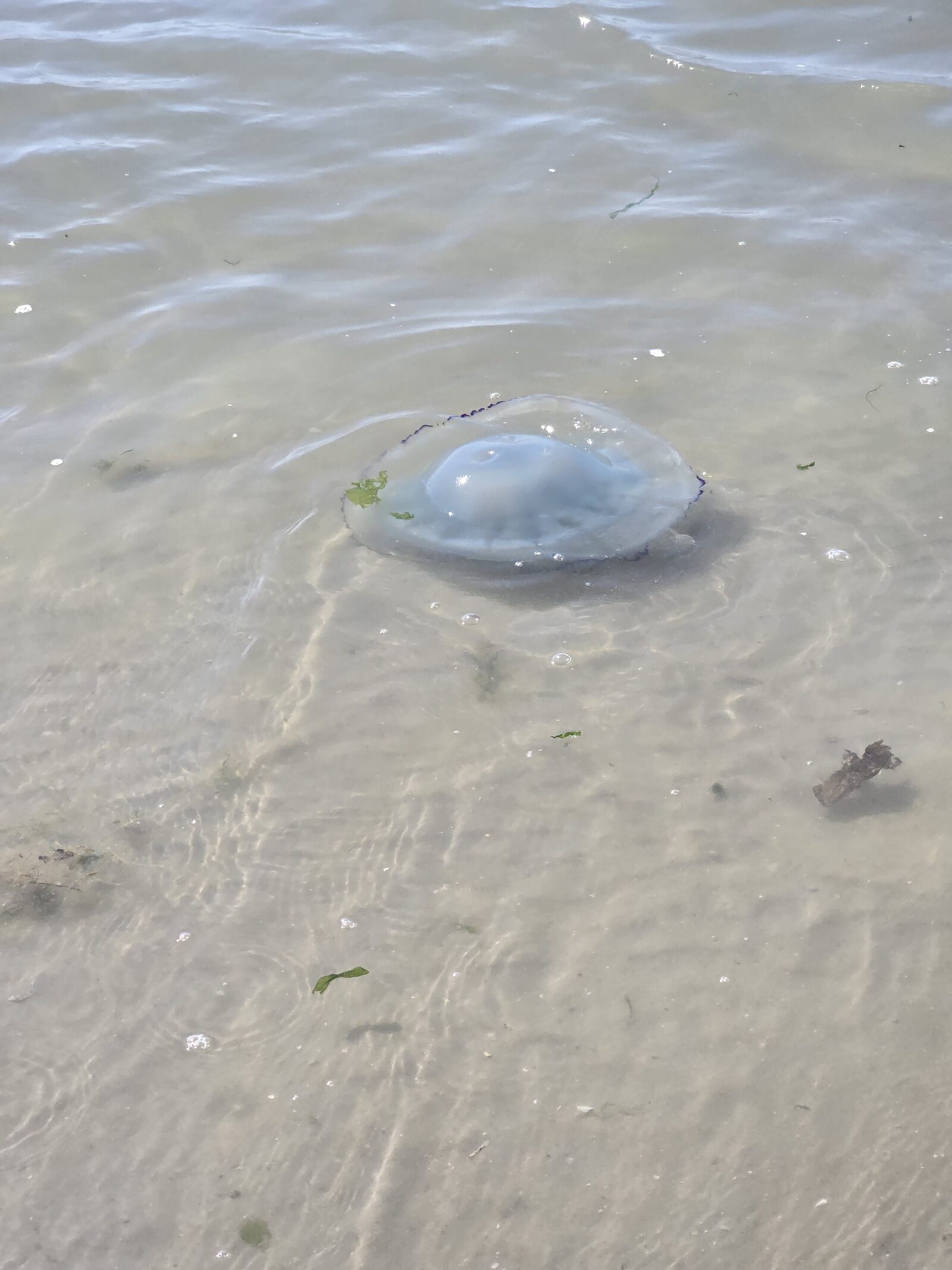Rhizostoma octopus