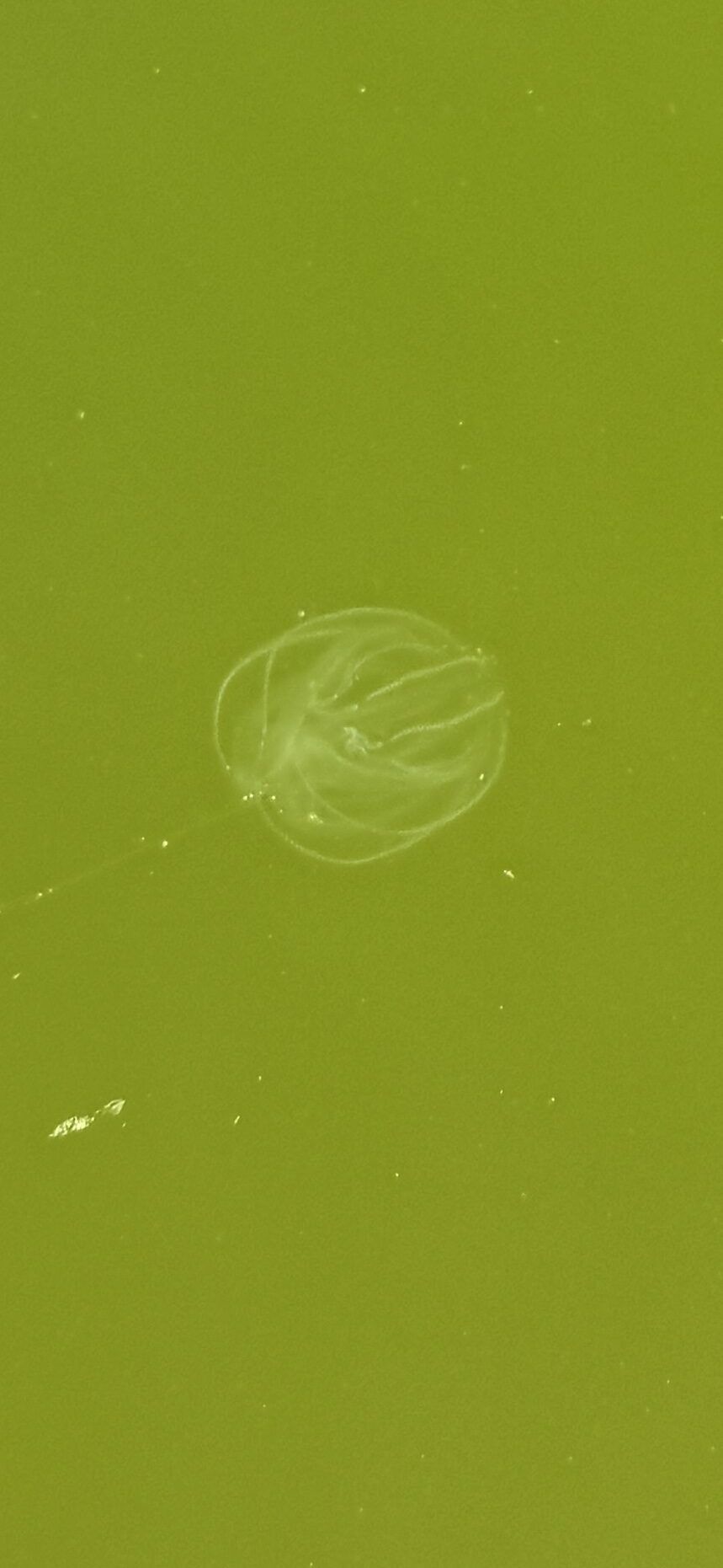 Mnemiopsis leidyi