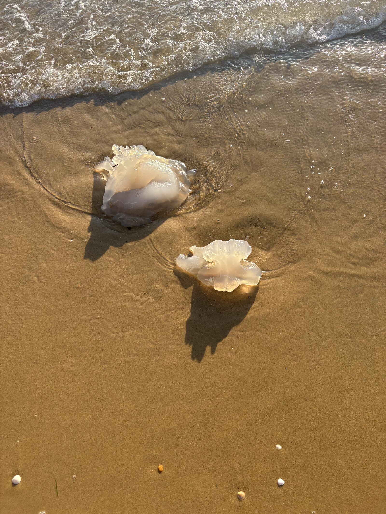 Rhizostoma octopus