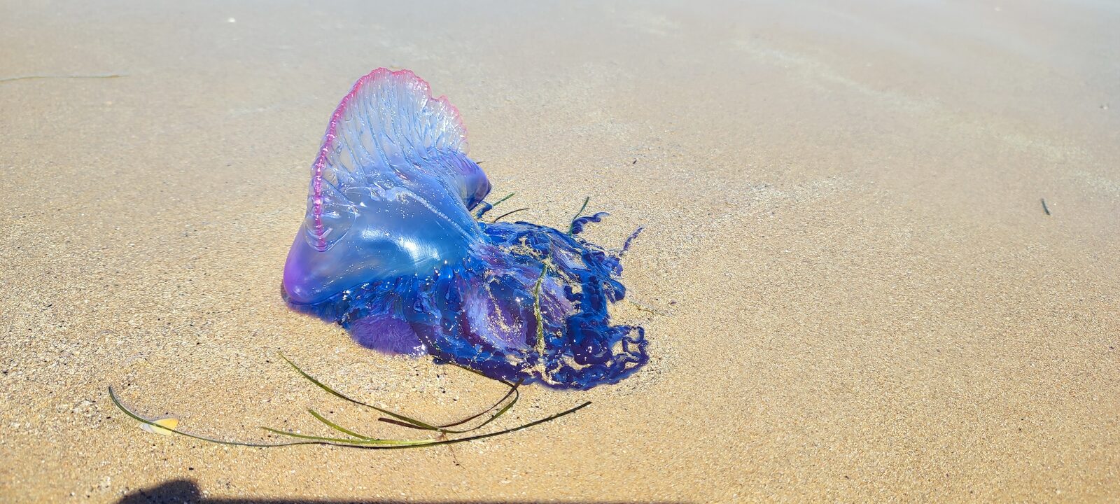 Physalia physalis