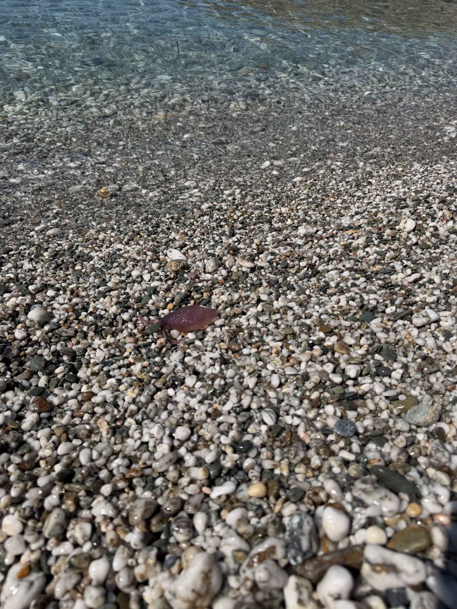 Pelagia Noctiluca