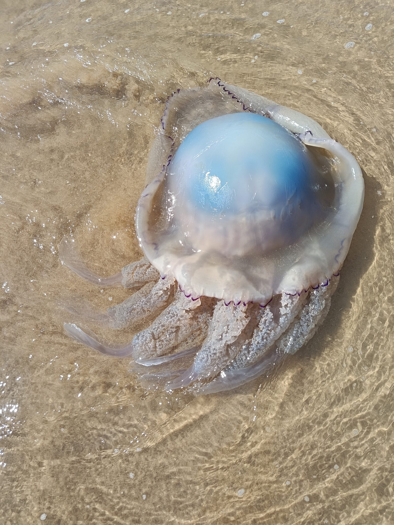 Rhizostoma octopus