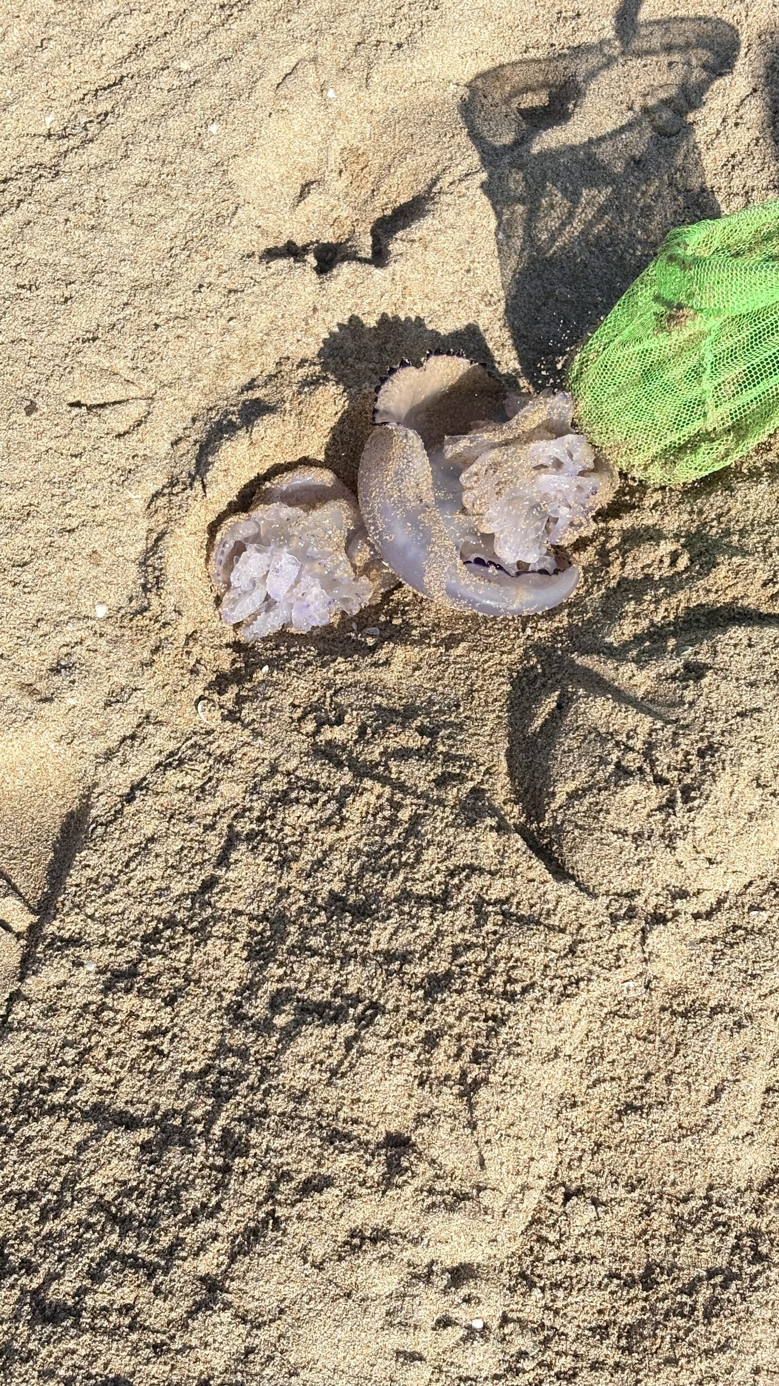 Rhizostoma octopus
