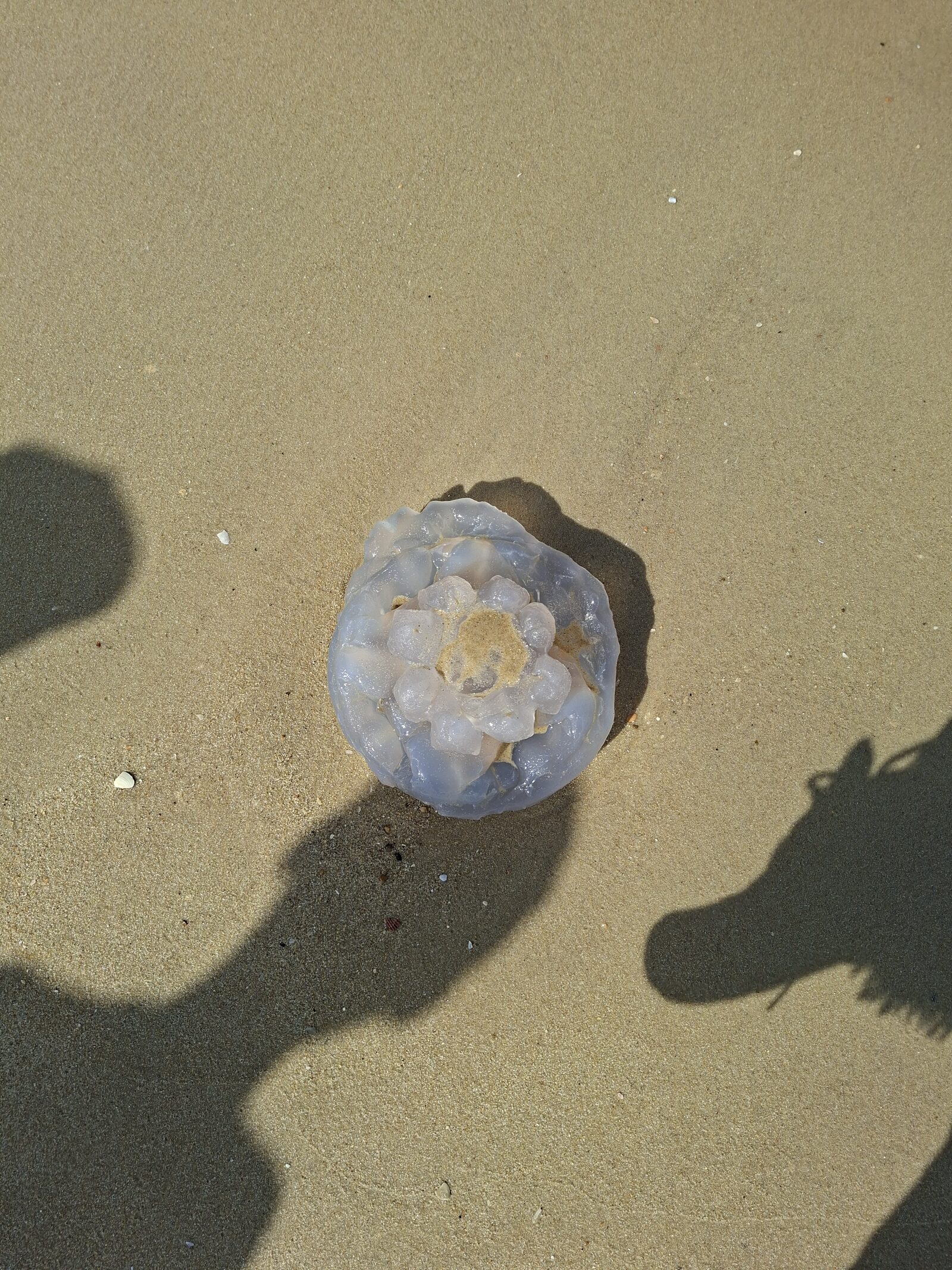 Rhizostoma octopus