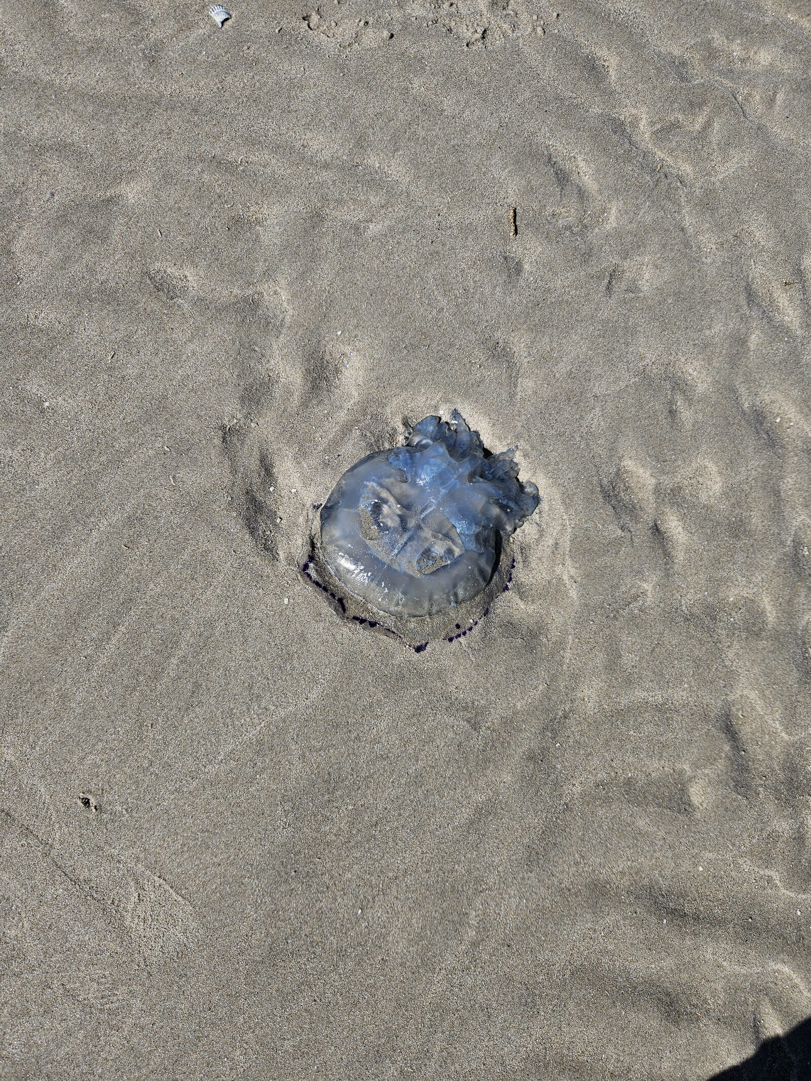 Rhizostoma octopus