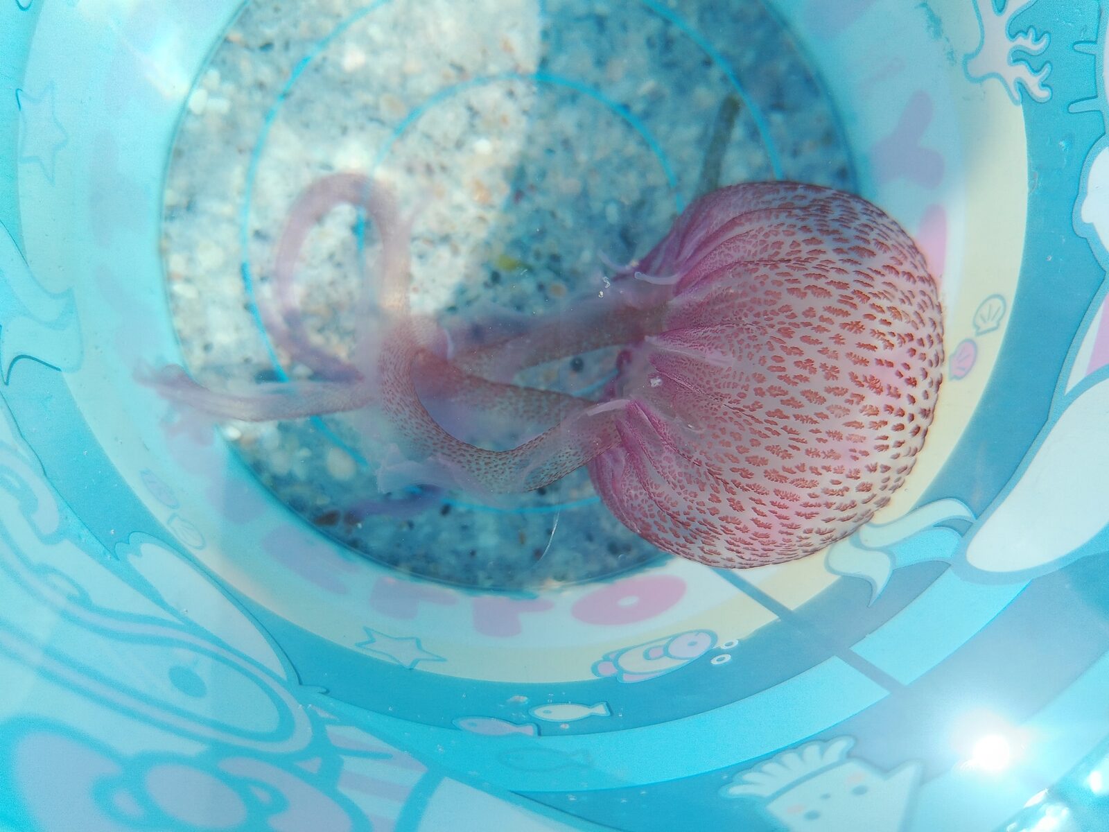Pelagia Noctiluca