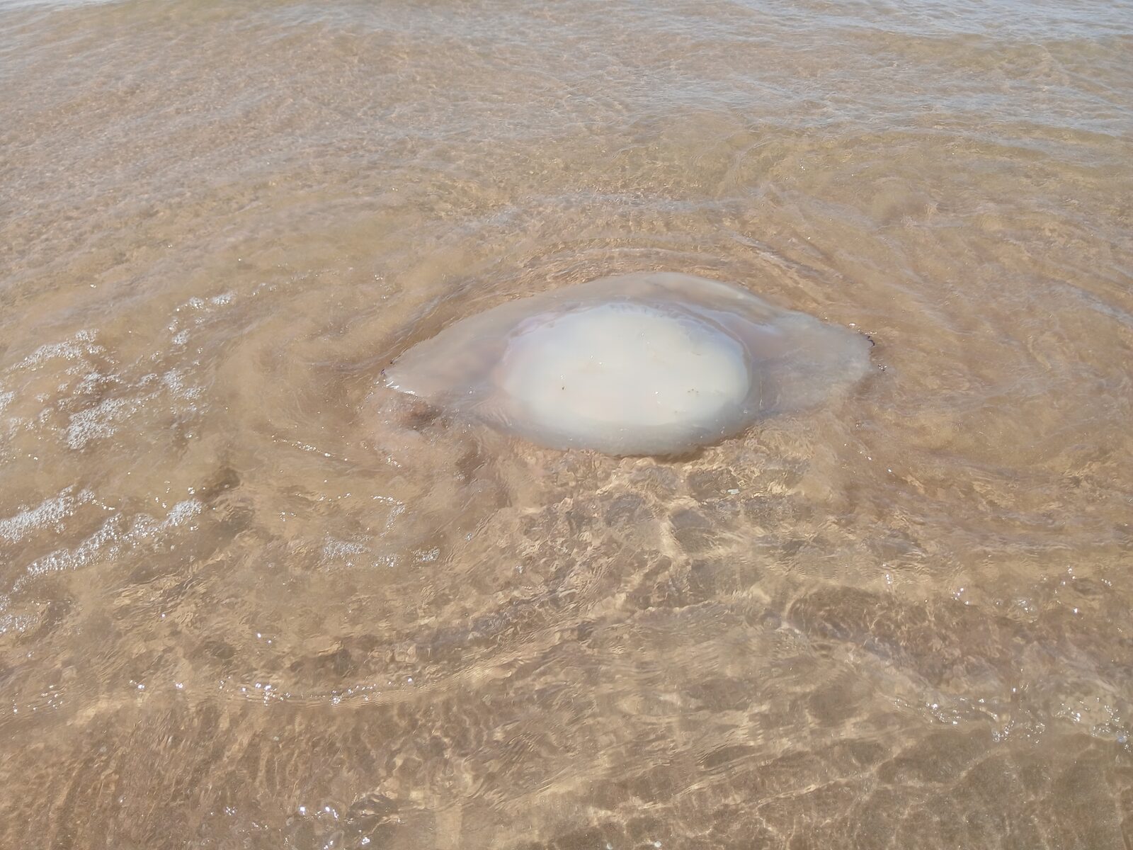 Rhizostoma octopus