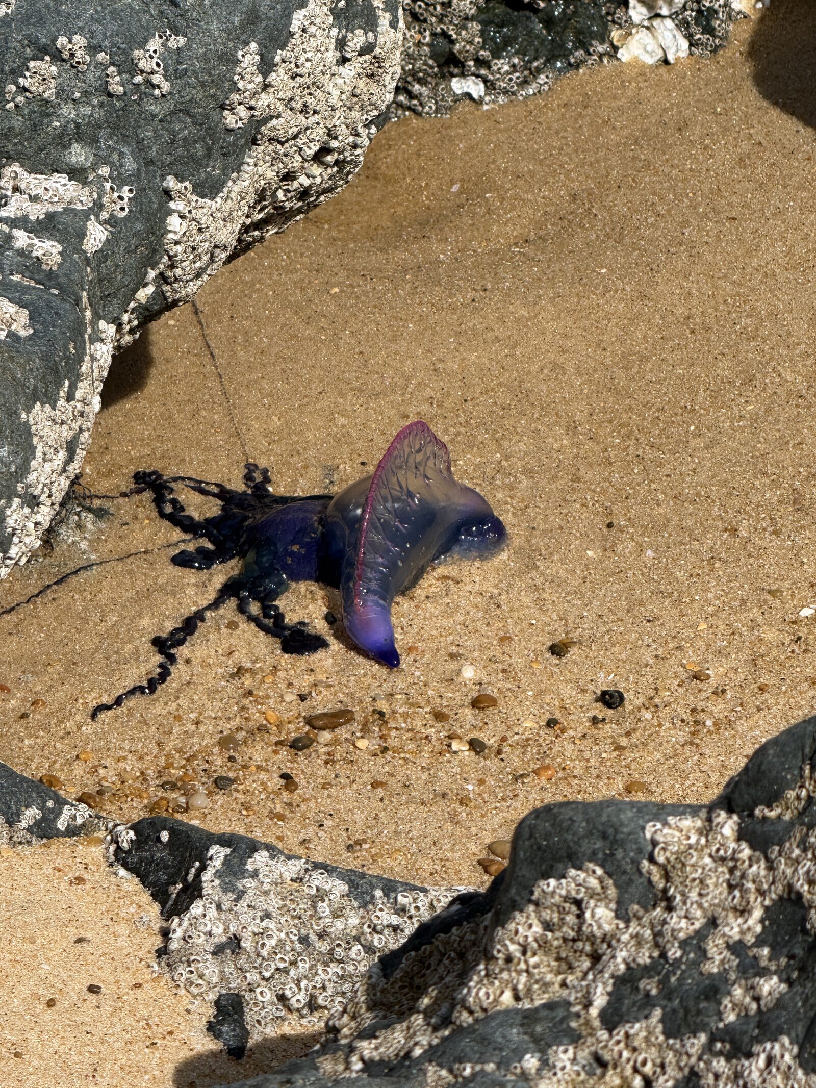 Physalia physalis
